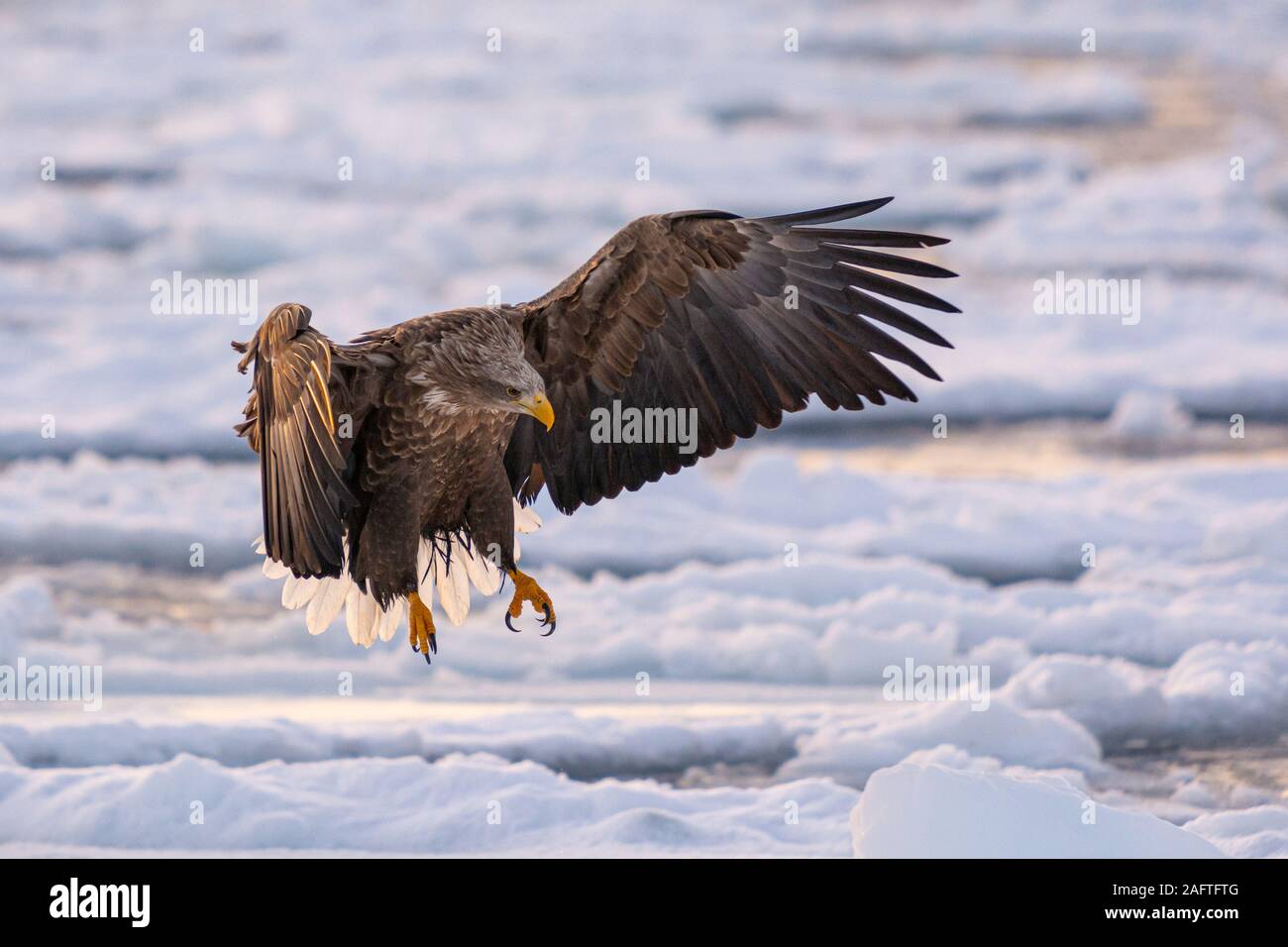 Sea Eagles at Rausu Hokkaido Japan Stock Photo