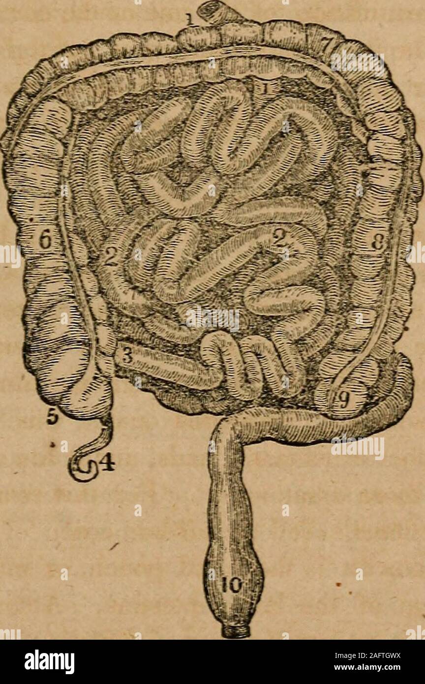 . A treatise on anatomy, physiology and hygiene : designed for colleges, academies and families. cul-de-sac, at thecommencement of the large intestine. Attached to its ex-tremity is the ap-pendix verm-i-formis, (a long, worm- TVTiat important ducts open into it ? 246. Describe the jejunum.247. The ileum. 248. What is said of the coats of the intestines ? Vfiyis the mucous membrane soinctiraes called the villous coat ? 249. Describethe coecum. ANATOMY OF THE DIGESTIVE ORGANS. 119 shaped tube.) It is from one to six inches in length, an 1 ofthe size of a goose-quill. 250. The colon is divided i Stock Photo