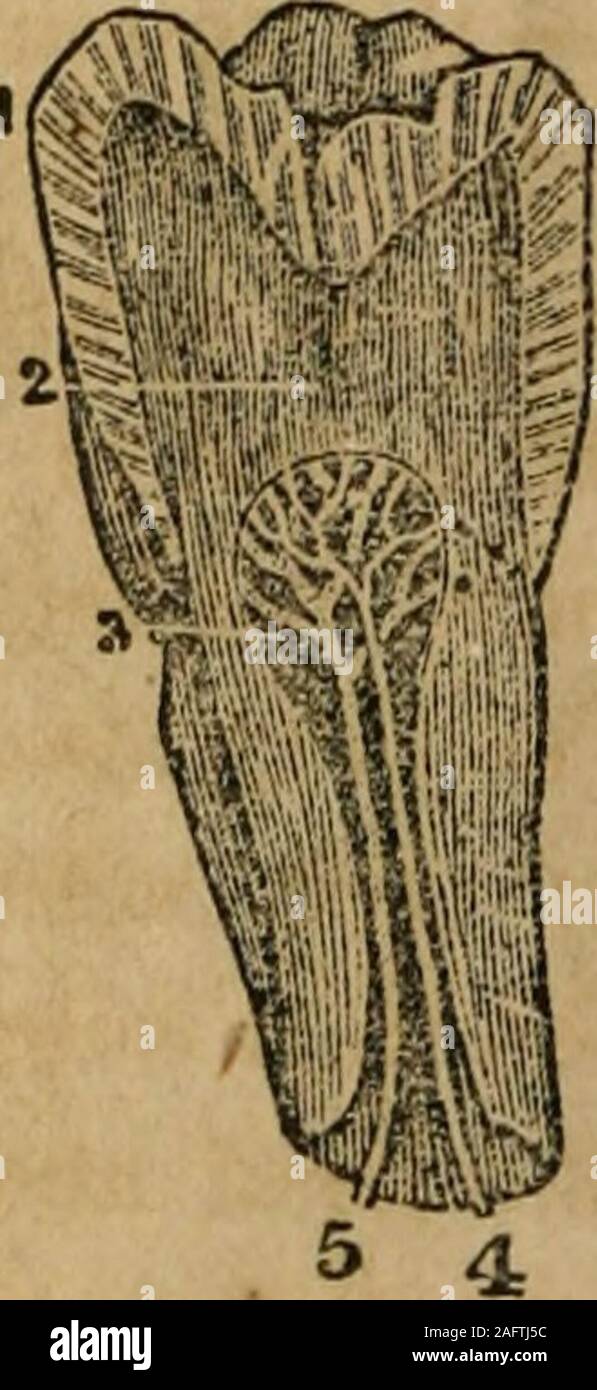 . A treatise on anatomy, physiology and hygiene : designed for colleges, academies and families. Fig. 56. A side view of llie body and enamel of a front tooth. Fig. 57. A side view of a molar tooth. 1, The enamel. 2, The body of tlie tooth3, The cavity in tlie crown of the tooth that contains the i&gt;ul|). 4, A nerve tiiatspreads in the pulp of tiie tooth. 5, An artery that ramifies in the pulp wf the tooth. 218. Each tooth is divided into two parts, namely, croicnand root. The crown is that part which protrudes from thejaw-bone and gum, and is covered by the highly polishedenamel. The root, Stock Photo