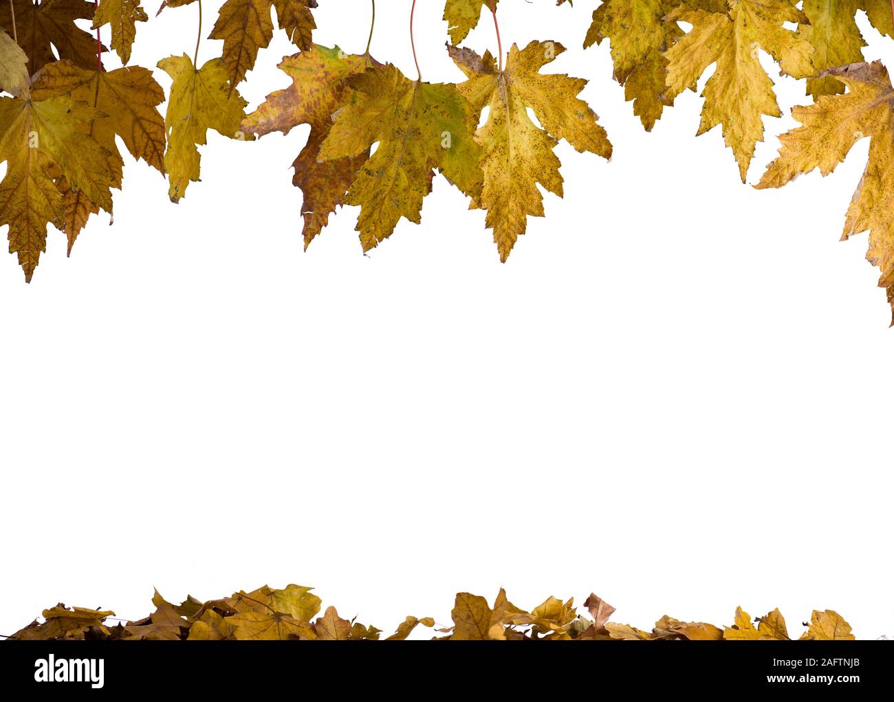 Autumn leaves isolated in white background Stock Photo - Alamy