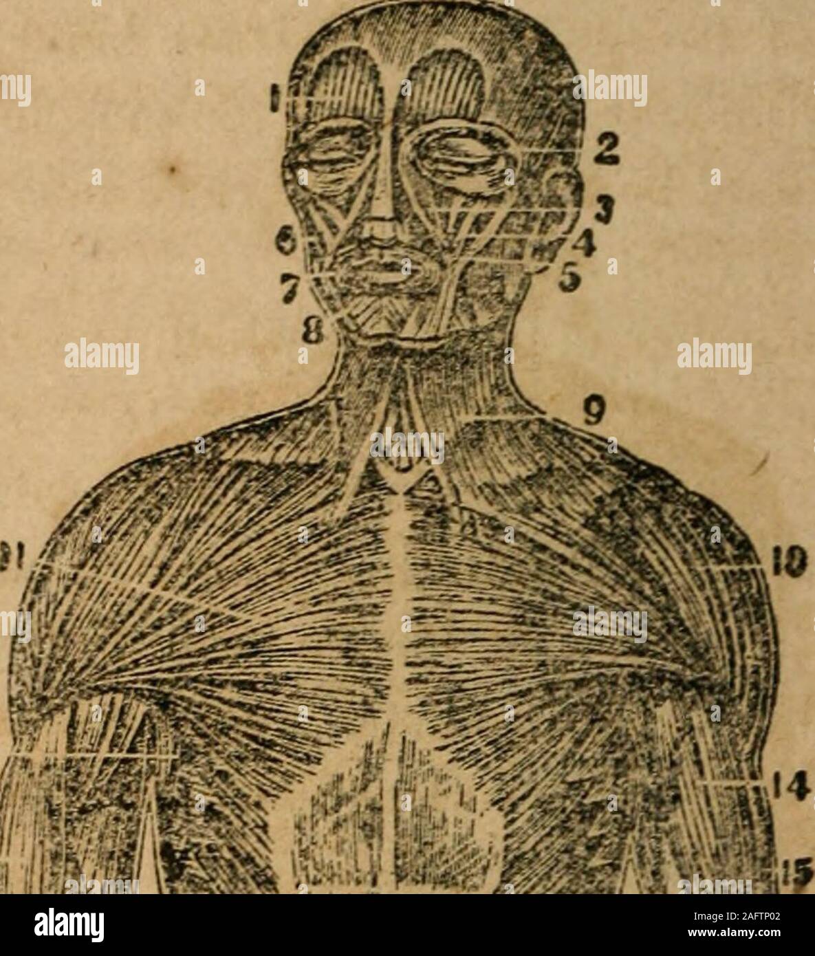 Scriptum Anatomy . A treatise on anatomy, physiology and hygiene : designed for colleges ...