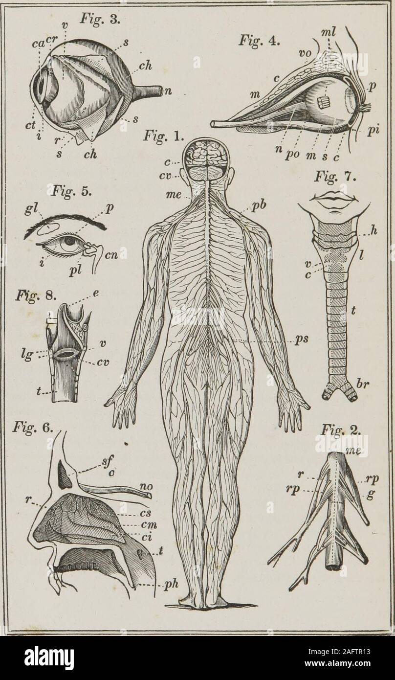 . Physiology and animal mechanism : first-book of natural history, prepared for the use of schools and colleges. t. e. the Eustachian tube.—f. o. foramenovale.—v. the vestibule,—I the cochlea.—o. s. c. the semicircular canals—these canals and the cochlea constitute the labyrinth or internal ear.—n. a-the auditory or acaustic nerve.—r. the petrous bone, that is a part of thetemporal bone which derives its name from a Greek word signifying, rocky,which has been applied to it from its very remarkable hardness.—c, cells inthe temporal bone.—-/. g. glenoid cavity for the articulation of the lowerja Stock Photo