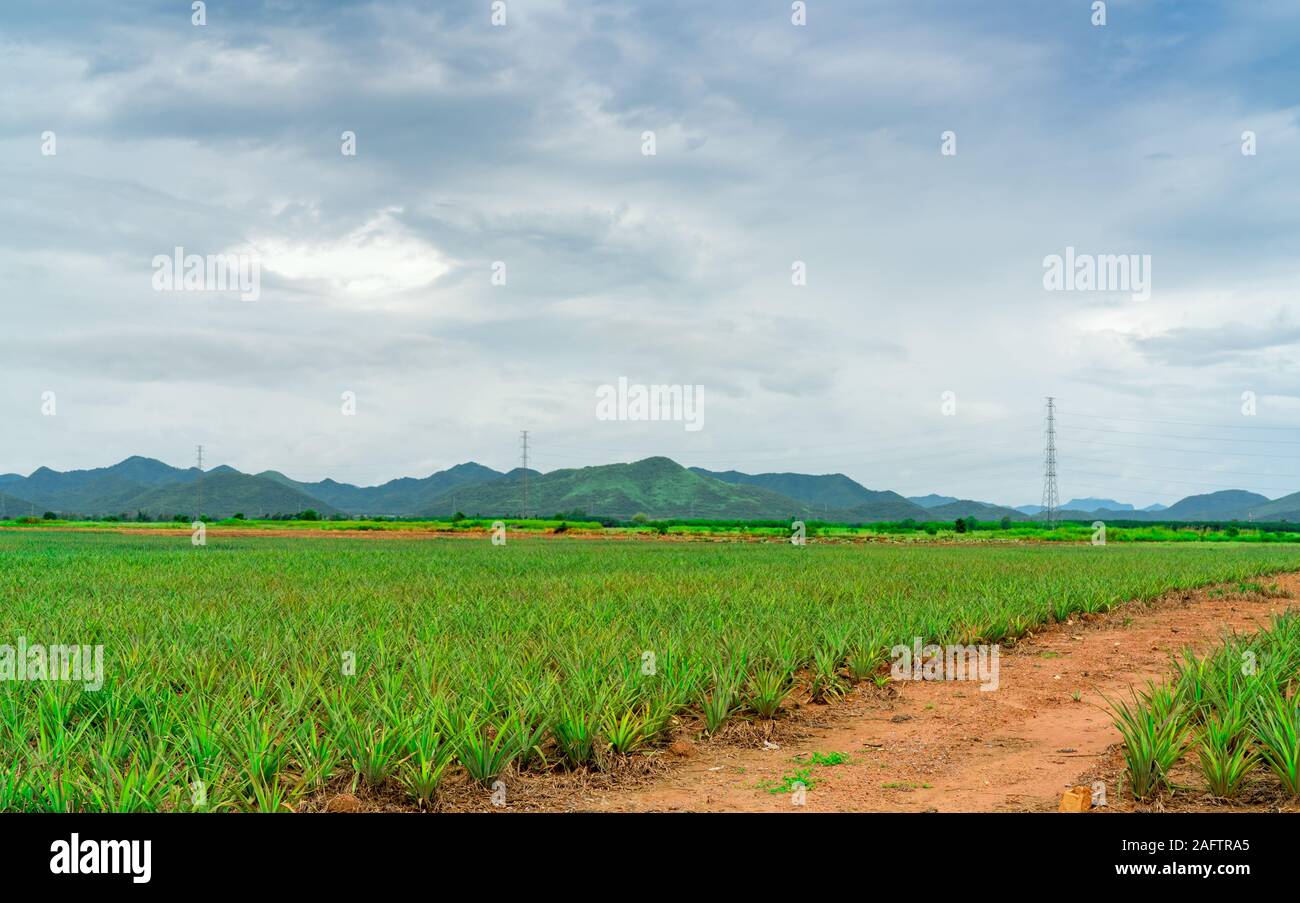 Pineapple plantation. Landscape pineapple farm and mountain. Plnat