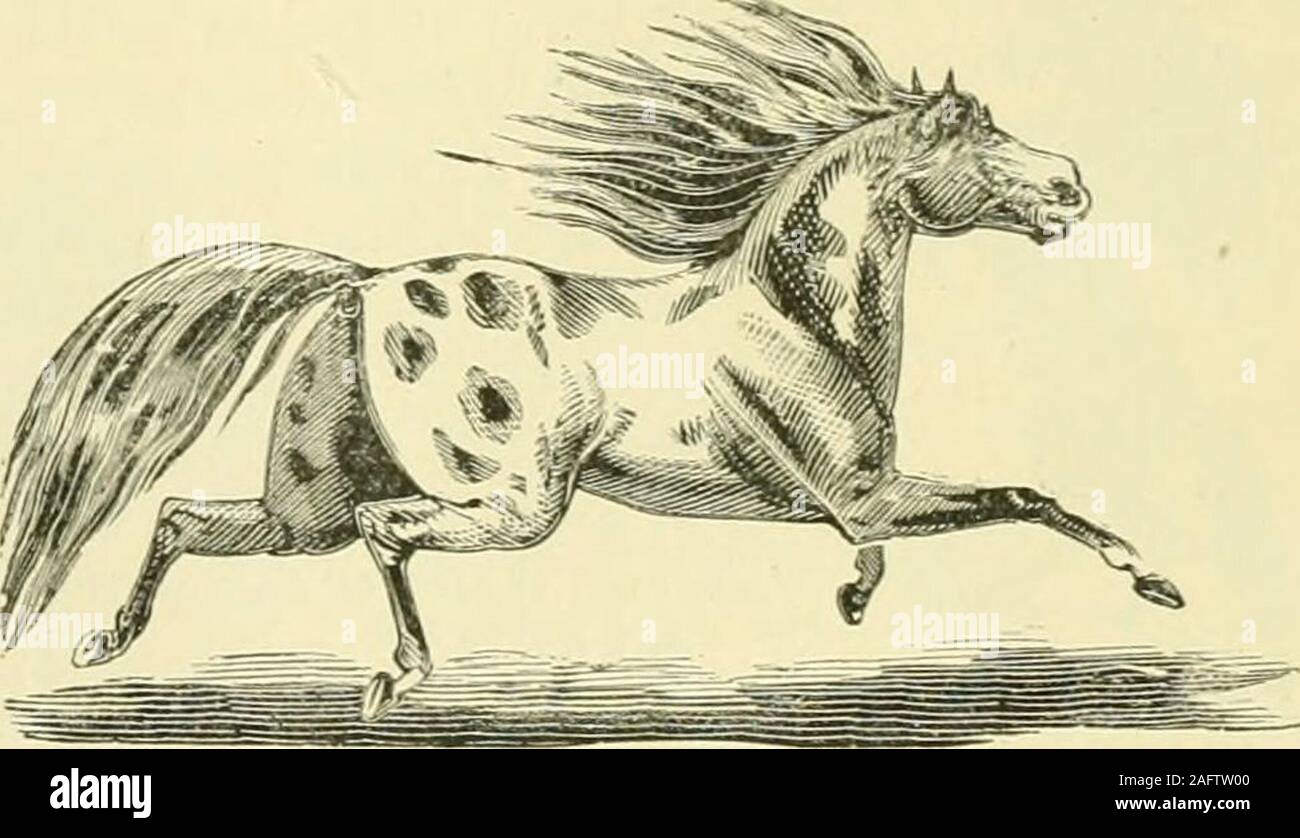 . The standard horse book, comprising the taming, controlling and education of unbroken and vicious horses. 5.—Tommy. Sketch from Life. down steadily but firmly on the strap over the back with the right hand. As thehorse goes down,gradually pullthe near rein, soas to bring thehead to the left,at the same timepressing d o w nand from )-oufirm!)- with theright, until thehor.se will liedown. Now passthe end of the^^ strap throughthe ring of thebit, draw throughgently, step overthe neck, and as the horse attempts to get up, pull him back, until he lies quiet. Rub and caress him, and after lying a Stock Photo