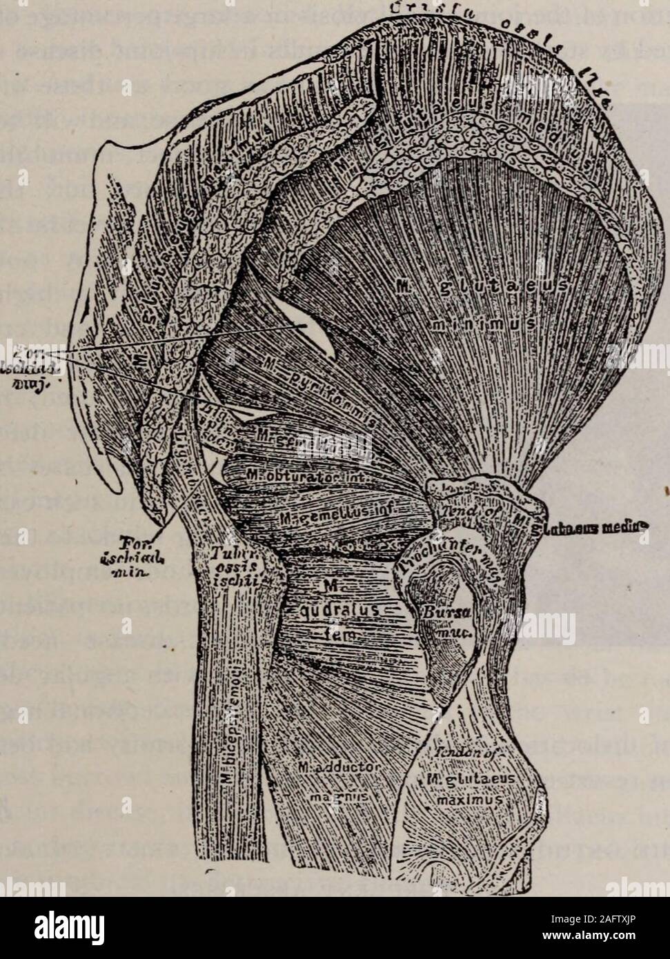 . Buffalo medical journal. Splint. Fig. 8. Figs. 8 and g, illustrate
