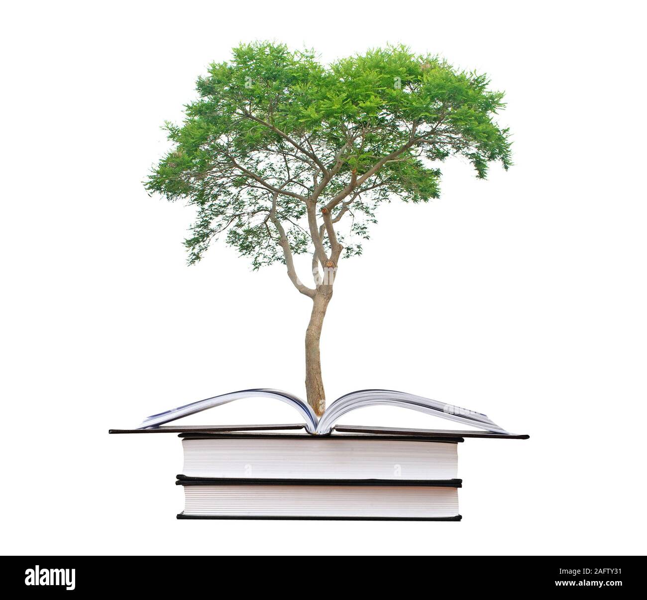tree growing from book Stock Photo Alamy