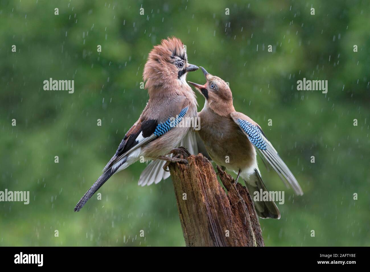 Eurasian jays (Garrulus glandarius) on wooden pole in the rain, young bird begging old bird, Lower Saxony, Germany Stock Photo