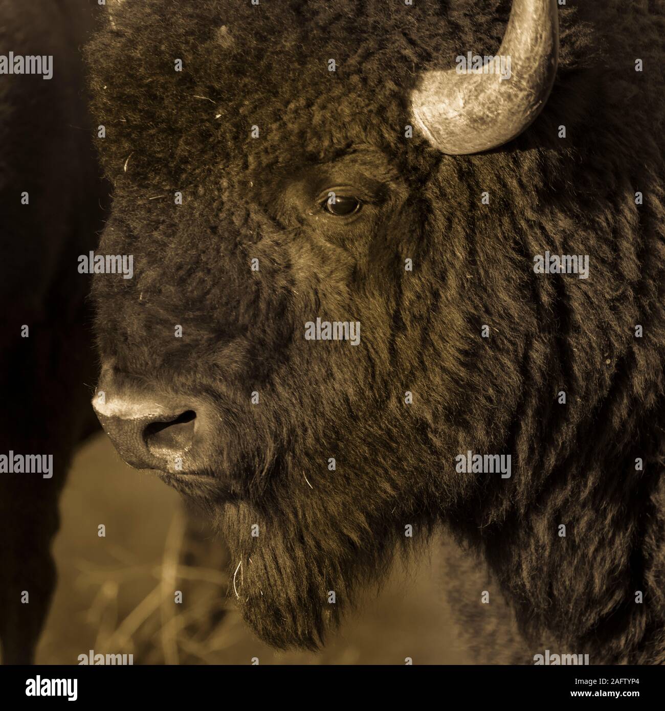 SEPTEMBER 24, 2019, CUSTER STATE PARK, SOUTH DAKOTA - Amerian  Bison known as Buffalo Stock Photo