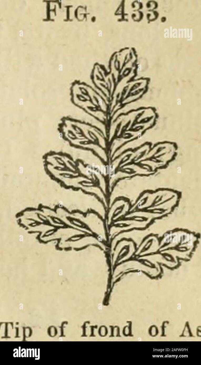 . Flora of Syria, Palestine, and Sinai : from the Taurus to Ras Muhammas and from the Mediterranean sea to the Syrian desert. {a) Pinna Adiantuin. of frond of As-plenium Bourgsei. Fm. 434. FILICES. (FERN FAMlLV.) 000 12. ASPIiENHJiH, L. Spleenwort. Sori oblong or linear, oblique. Indusium one-sided, fixed by one edge to the inner side of the fer-tile vein, opening inward (upward). Stipe continuouswith the root-stock — Tufted ferns, usually growingin shady places. 1. A. Bourgsei, Boiss. 11 .05 to .15. Frondsoblong-lanceolate, pinnate; the short stipe and rachisgreenish-hown, glabrous with excep Stock Photo