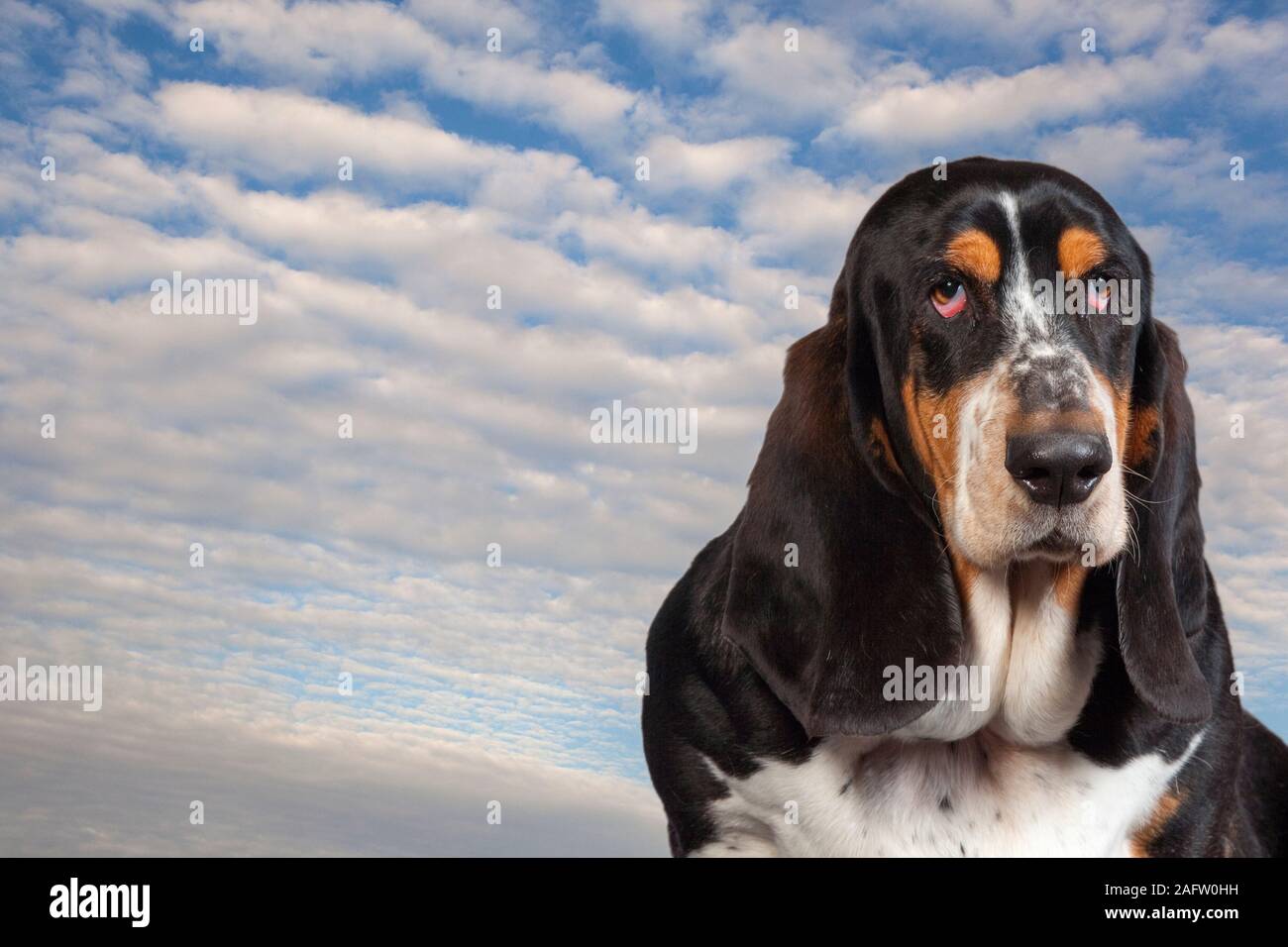 Pet Basset Hound Portrait Stock Photo