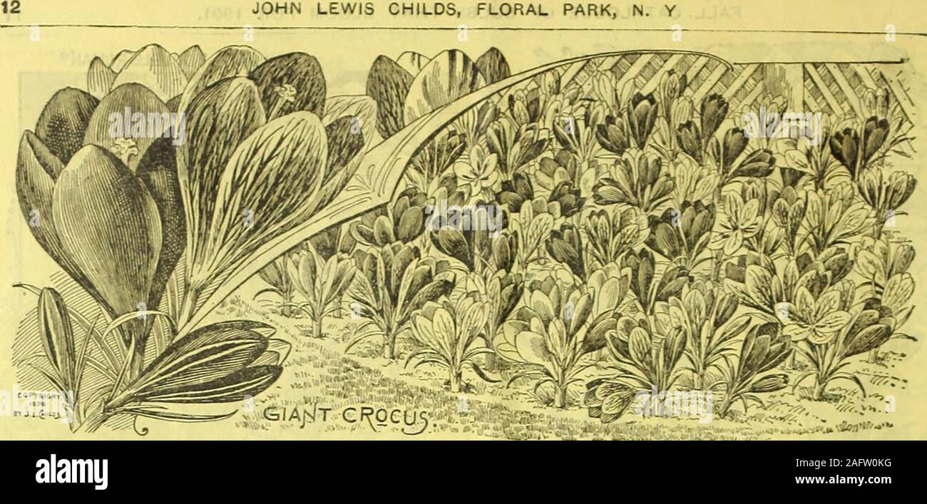 . Childs' fall catalogue of bulbs and plants that bloom. QINL&. JOHN LEWIS CHILDS, FLORAL PARK, N. Y. Select Grocus. Tbe Crocus is the recognized harbinger of spring. Be-tween the lulls of late winters tempest its brave little flowersfirst appear, minding not the least frosts.or flurries of snow.For six weeks its bright flowers smile saucily at us. quitesure of their welcome. Their cost is so trifling that all canafford to plant them freely. The Crocus lias been much im-proved late years in size of blooms and variety of colorings.Crocus are extra fine for borders, etc., and are particularlycha Stock Photo