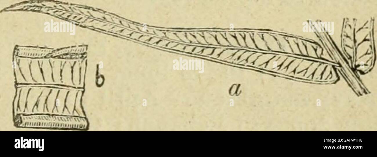 . Flora of Syria, Palestine, and Sinai : from the Taurus to Ras Muhammas and from the Mediterranean sea to the Syrian desert. pper fertile. {a) Undeveloped pinna of Pteris longifolia. (b) Segment of a developed pinna, with a part of 1, P. longifolia, L. 2f the margin on upper side roiled back, showing the Root-stock clothed with rusty sporangia. scales at apex. Fronds .3 to 1 high, lanceolate^ coriaceous, pinnatisectinto many pairs of opposite, linear-lanceolate segments, those of thesterile fronds, and the inferior ones of the fertile broader, cartilaginous-toothed — March to August — Banks o Stock Photo