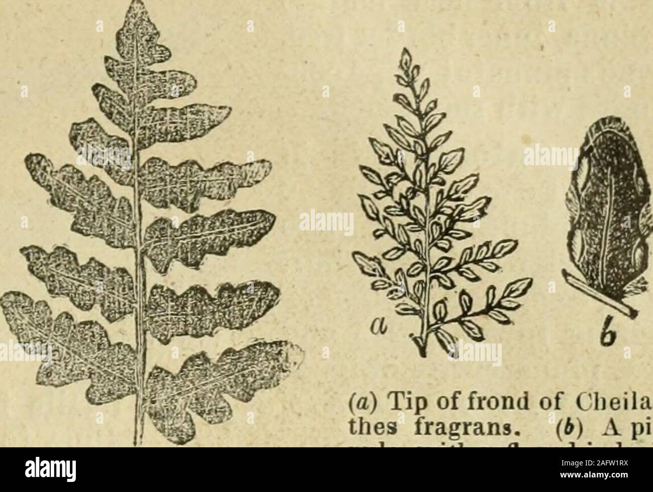 . Flora of Syria, Palestine, and Sinai : from the Taurus to Ras Muhammas and from the Mediterranean sea to the Syrian desert. FILICES (FERN FAMILY.) 90; 2, :n. INCaraiitie, L. If Creeping root-stock densely coveredwith rusty chaff. Fronds.15 to .4 high, long stip-ed, oblong-lanceolate,green, glabrous at uppersurface, densely clothedat lower with silvery-ru-fescent scales, bipinnate,pinnules oblong, obtuse,entire—May and June—Clefts of rocks; Cassius,Amanus, and north-ward. Fig. 427. Fig. 428.. Tip of frond of NotochlaiiaMarantsB. (o) Tip of frond of Clieilan-thes fragrans. (6) A pin-nule, with Stock Photo