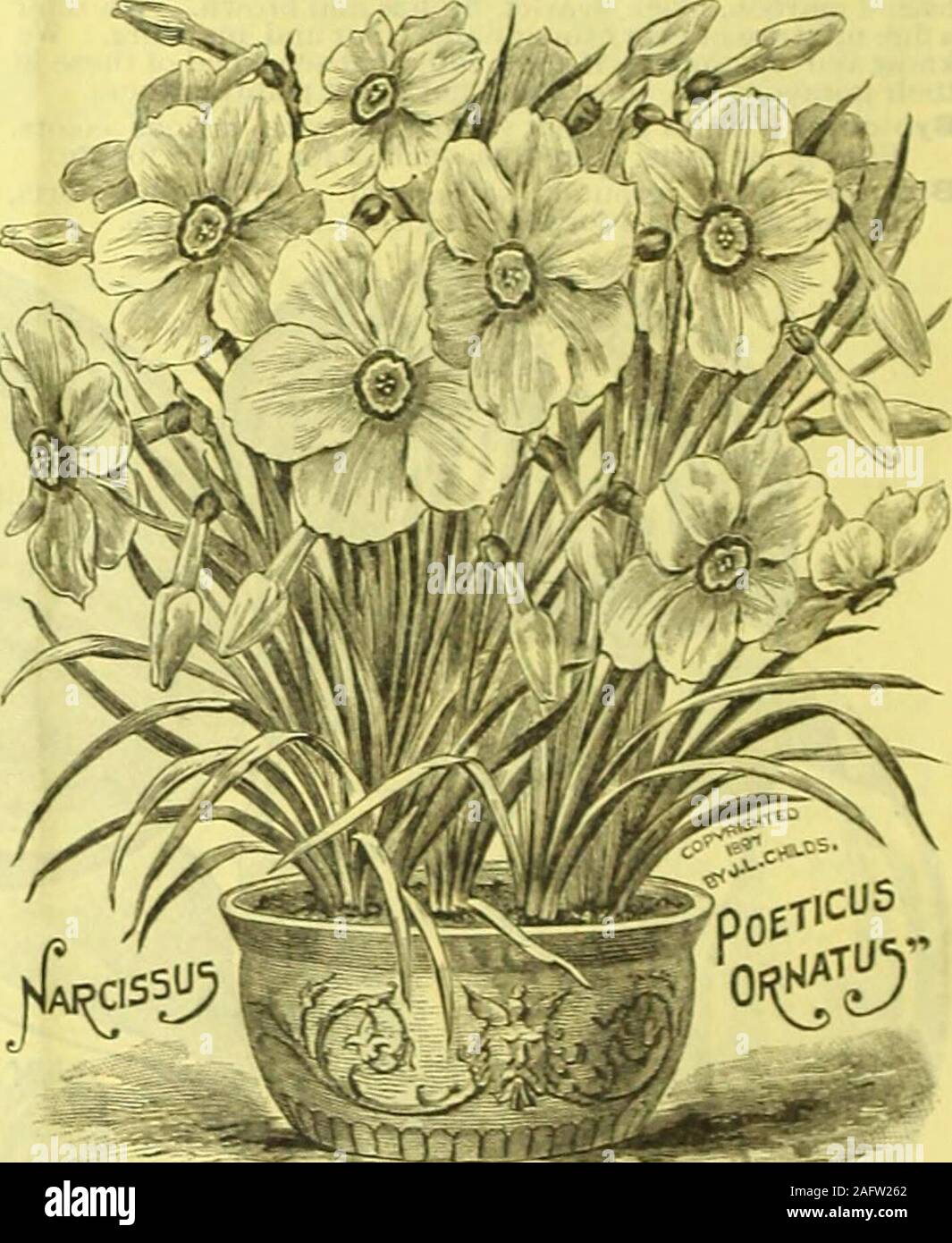 . Childs' fall catalogue of bulbs and plants that bloom. cross, with broadwing-like petal* that shade from canary yellow at thetips to golden yellow base. Cup, golden yellow. Colden Plover—Large, golden yellow, round shap&lt; greatsize and beauty. Moschatus—Largo, trumpet-shaped flower of a pure white color throughout. The blossoms are of exquisite shapeand pendulous or nodding, unlike any other sort. Emperor—Broad, rich yellow trumpet, perianth deep prim-rose. Its foliage is very strong and the blooms enormous. Empress—Possesses the same gigantic size and flue form ofEmperor, but with golden Stock Photo