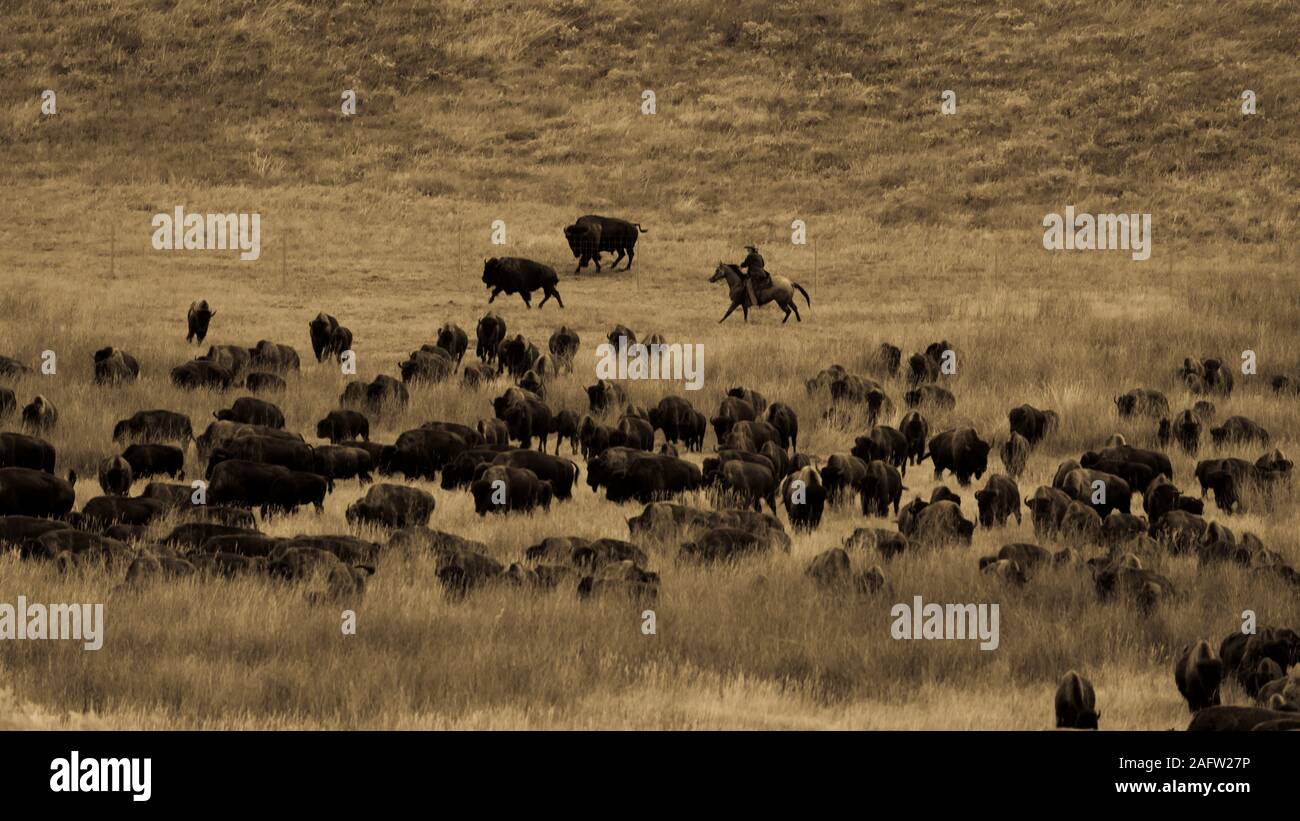 SEPT 27, 2019, CUSTER STATE PARK, SOUTH DAKOTA, USA - Annual Custer State Park Buffalo Roundup Stock Photo