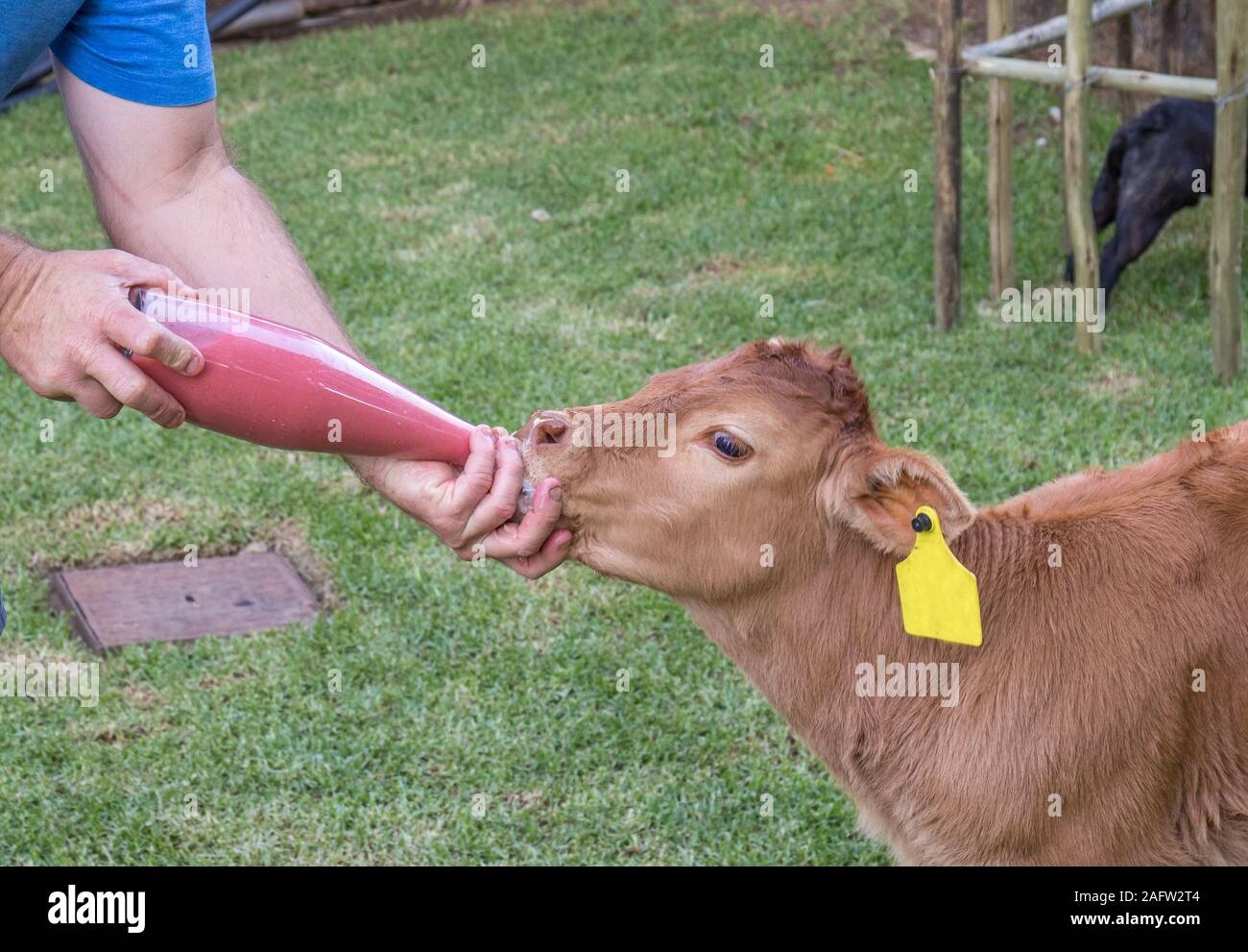 A young orphaned Limousin calf being fed by hand with a bottle and a
