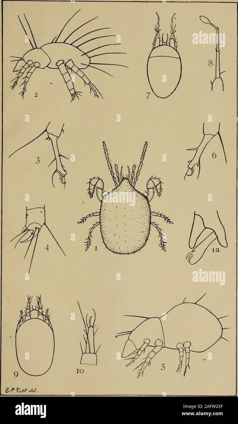 . Report on the injurious and other insects of the State of New York. Onion Thrips. Report XI. N. Y. State Entomologist. Plate XVI.. Tyroglyphus and Gamasus. REPORT OF THE STATE ENTOMOLOGIST 293 Plate IX. Fig. 1.— The pine-leaf scale-insect, Chionaspis pinifolii (Fitch): 2, thescales on the leaves in natural size: a, leaves not stunted bythe presence of the scales; b, scale of female of usual form,enlarged; c, wide form of the same, enlarged; d, a malescale enlarged. (After Comstock.) Fig. 2.— The white scale, Aspidiotus nerii Bouche, on an Acacia twig, innatural size: a, the male insect, enla Stock Photo