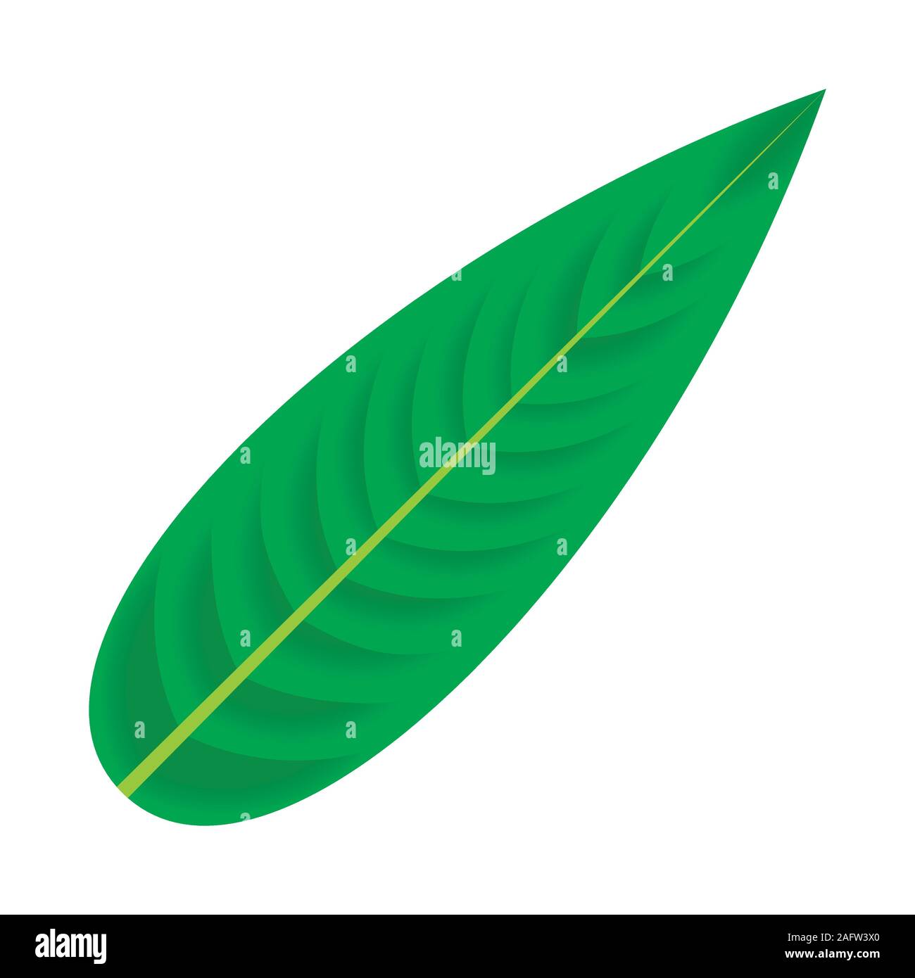 Leaf of tropical plants. Isolated items Stock Vector Image & Art - Alamy