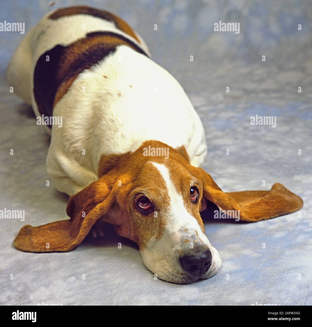 Basset Hound portrait in home environment Stock Photo
