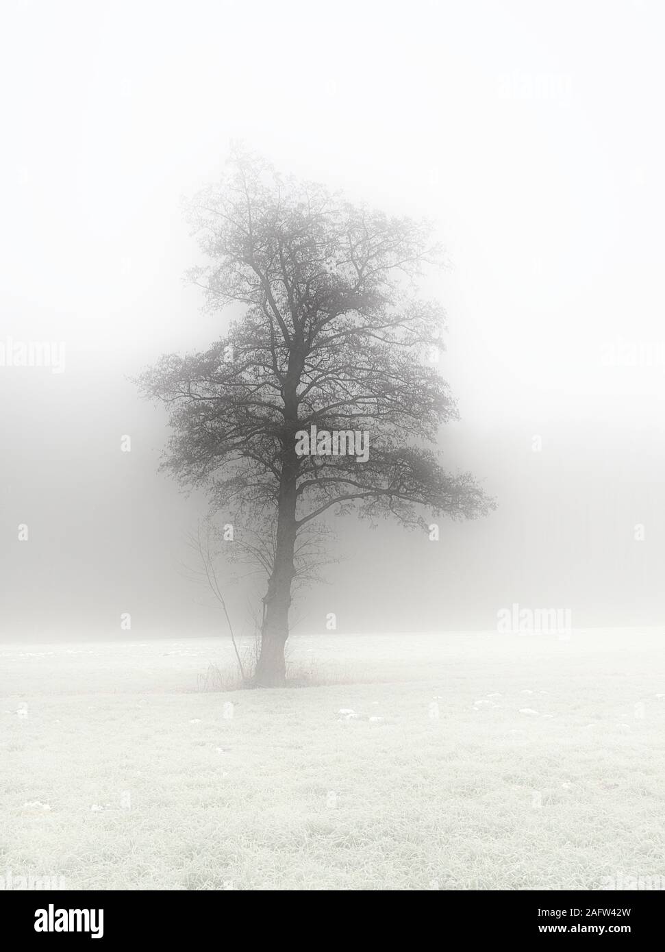 Tree in winter landscape with foggy background Stock Photo