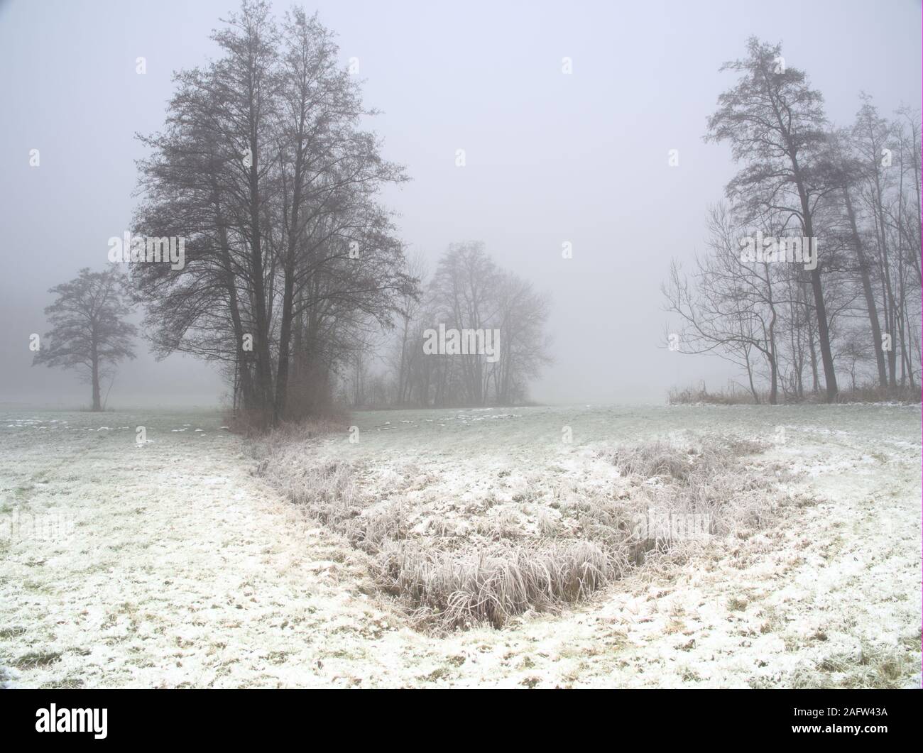 Trees in frosty winter landscape in Bavaria with foggy background (Copyspace, Whitespace) Stock Photo