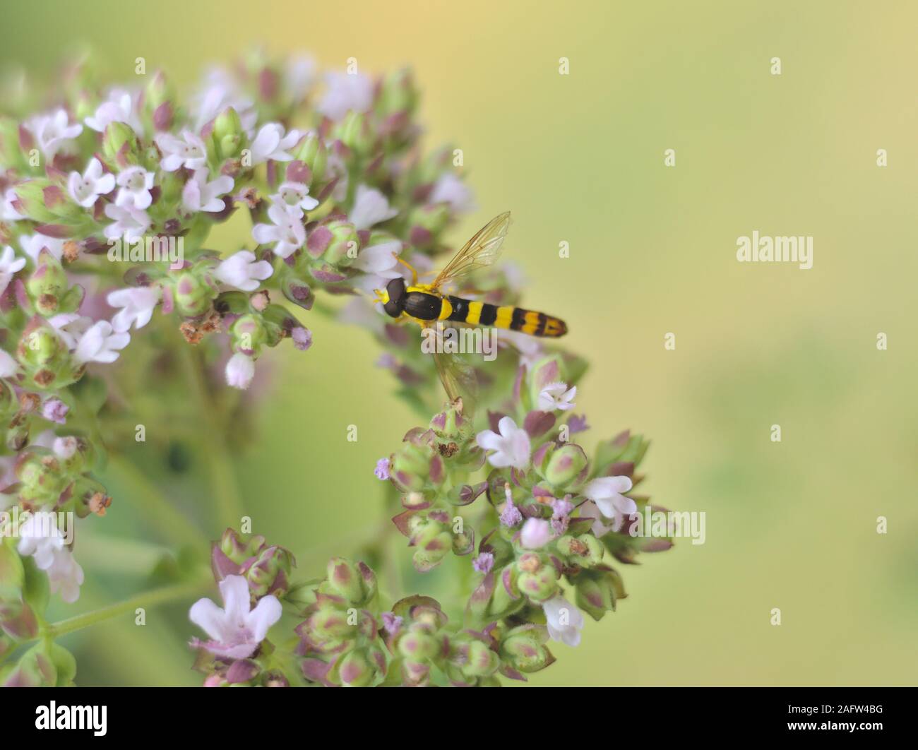 A hoverfly sitting on a flower in front of soft green background in Bavaria Stock Photo