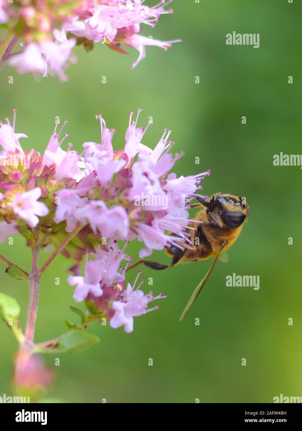 A bee sitting on a flower in front of soft green background Stock Photo