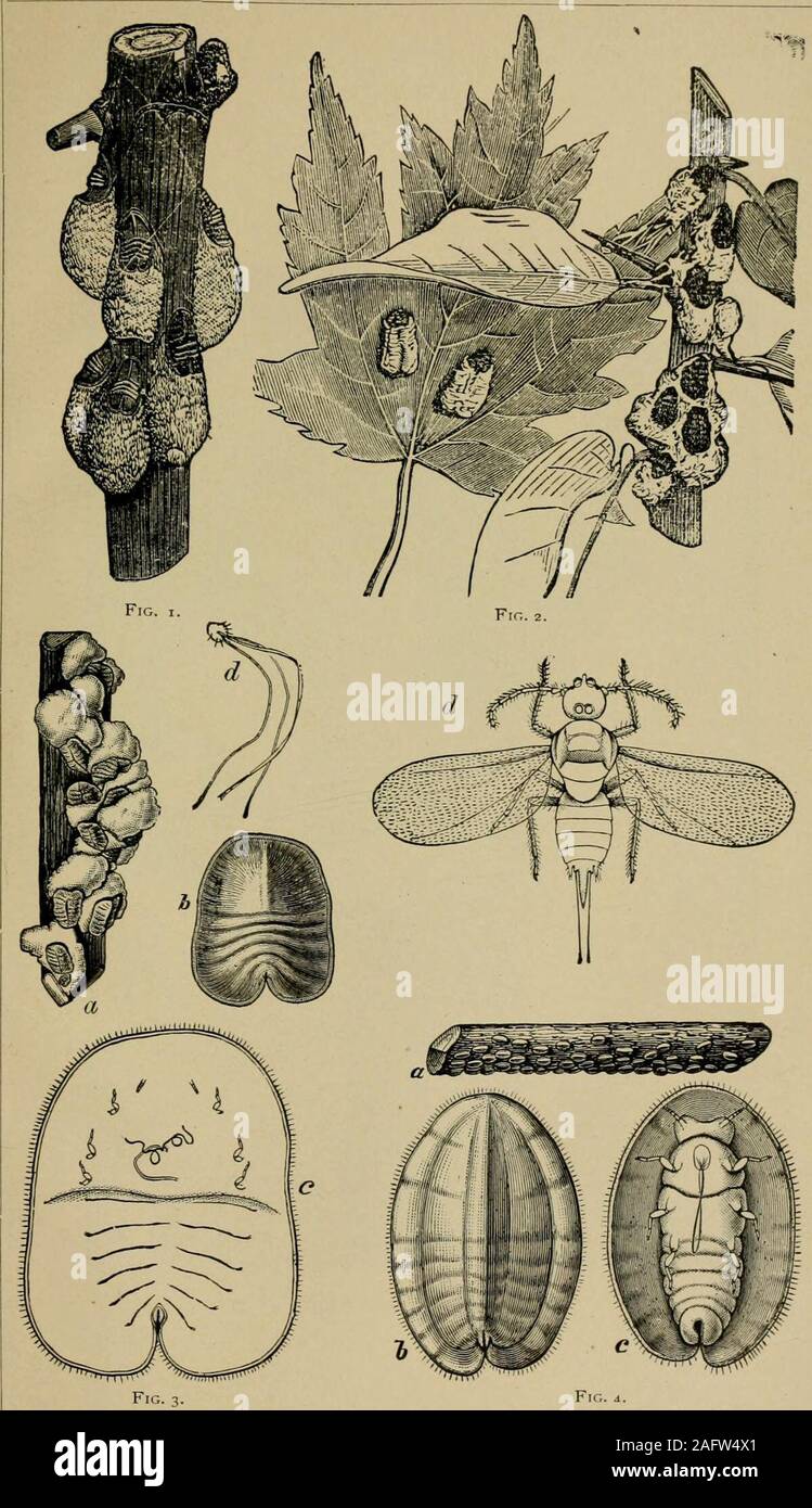 Scale insect maple tree hi-res stock photography and images - Alamy