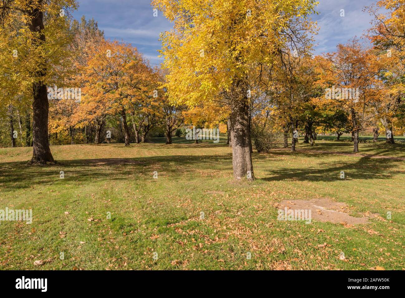 Autumn colors, trees and plants Blue lake park Oregon Stock Photo - Alamy