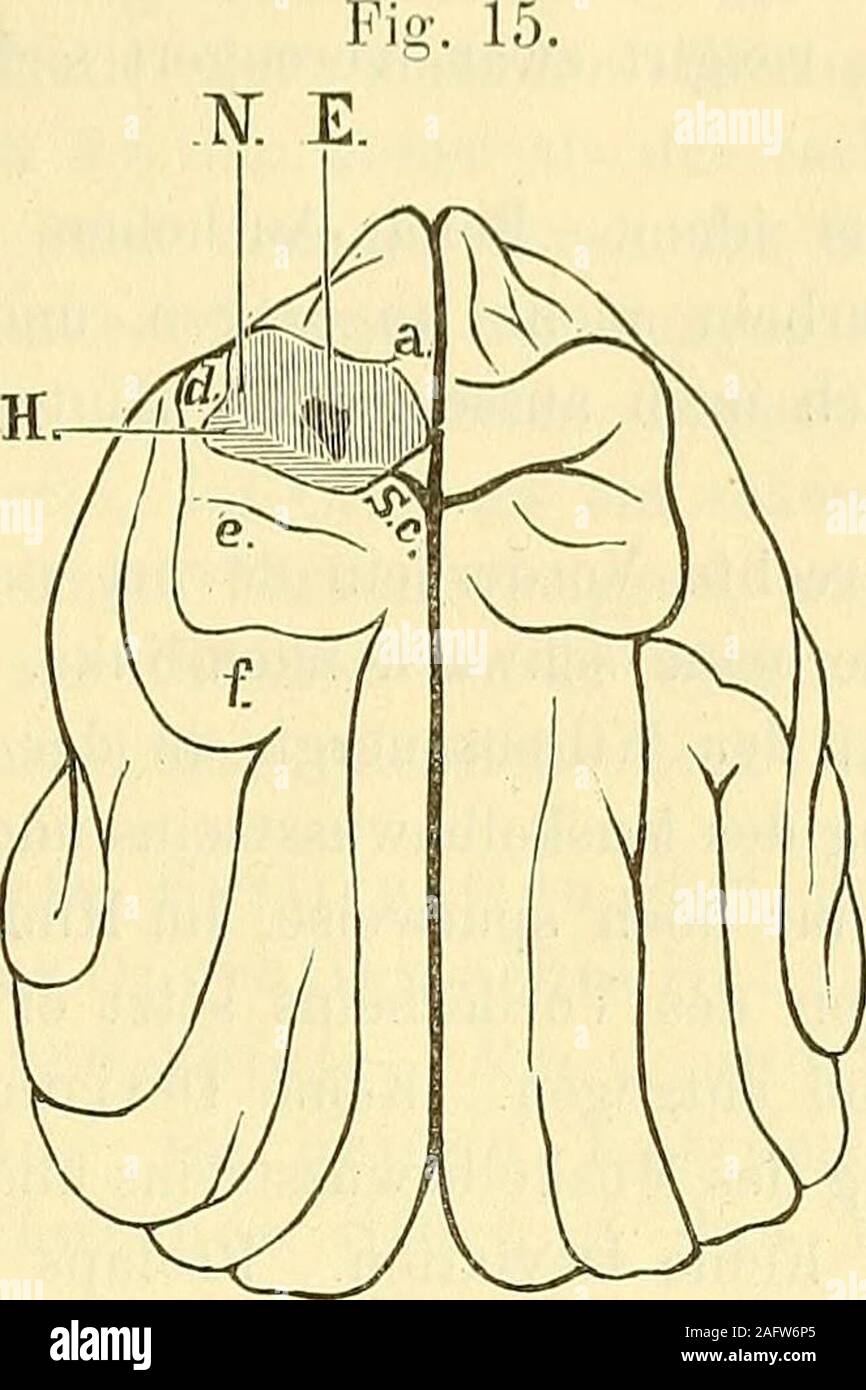 Kopf des nucleus caudatus hires stock photography and images Alamy