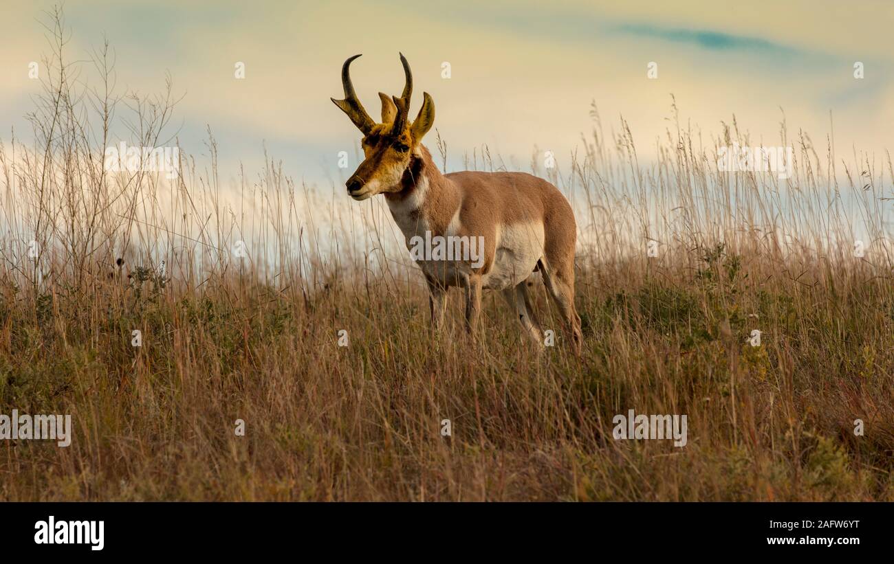 SEPTEMBER 24, 2019, CUSTER STATE PARK, SOUTH DAKOTA, USA - Pronghorn