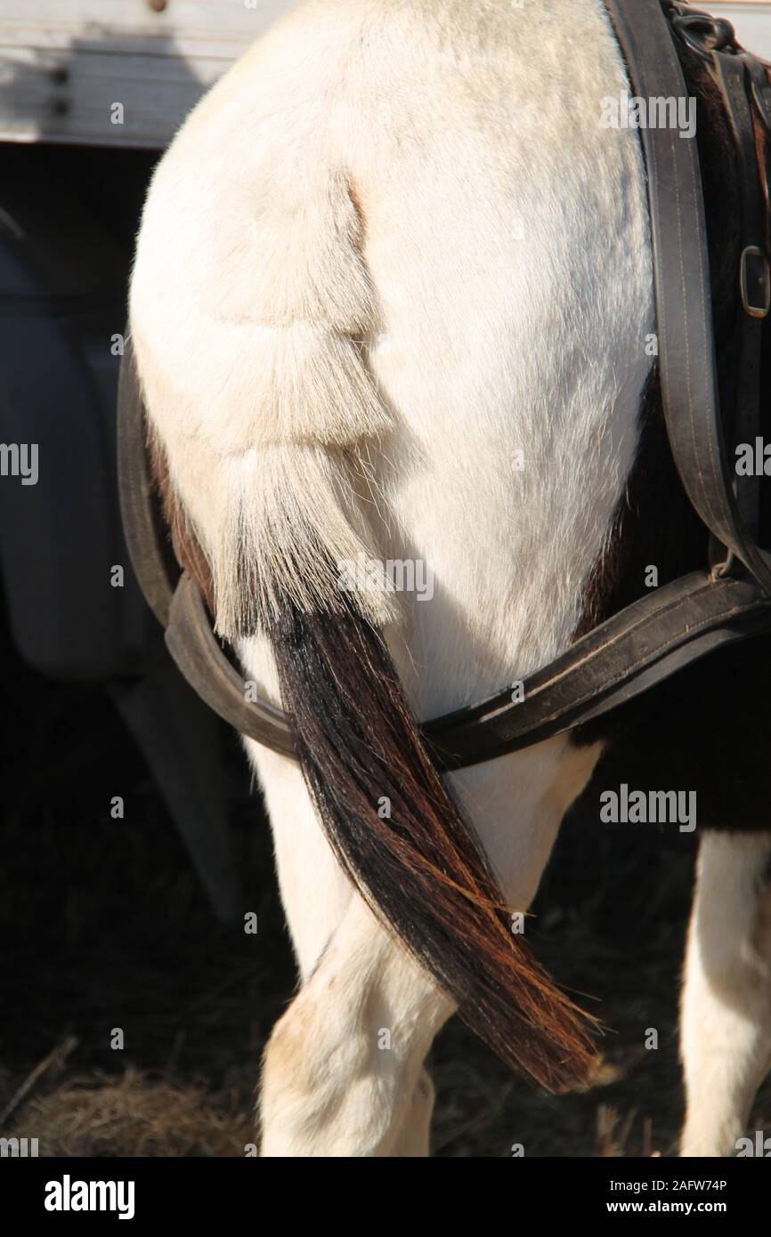 An Unusual Cutting and Styling of a Horse Tail Stock Photo Alamy