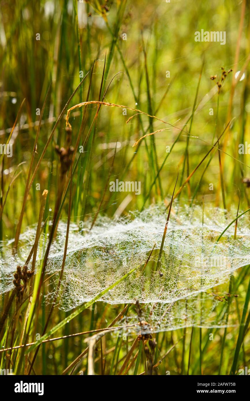 Cobwebs covered in water droplets from early morning dew, Dumfries & Galloway, Scotland Stock Photo