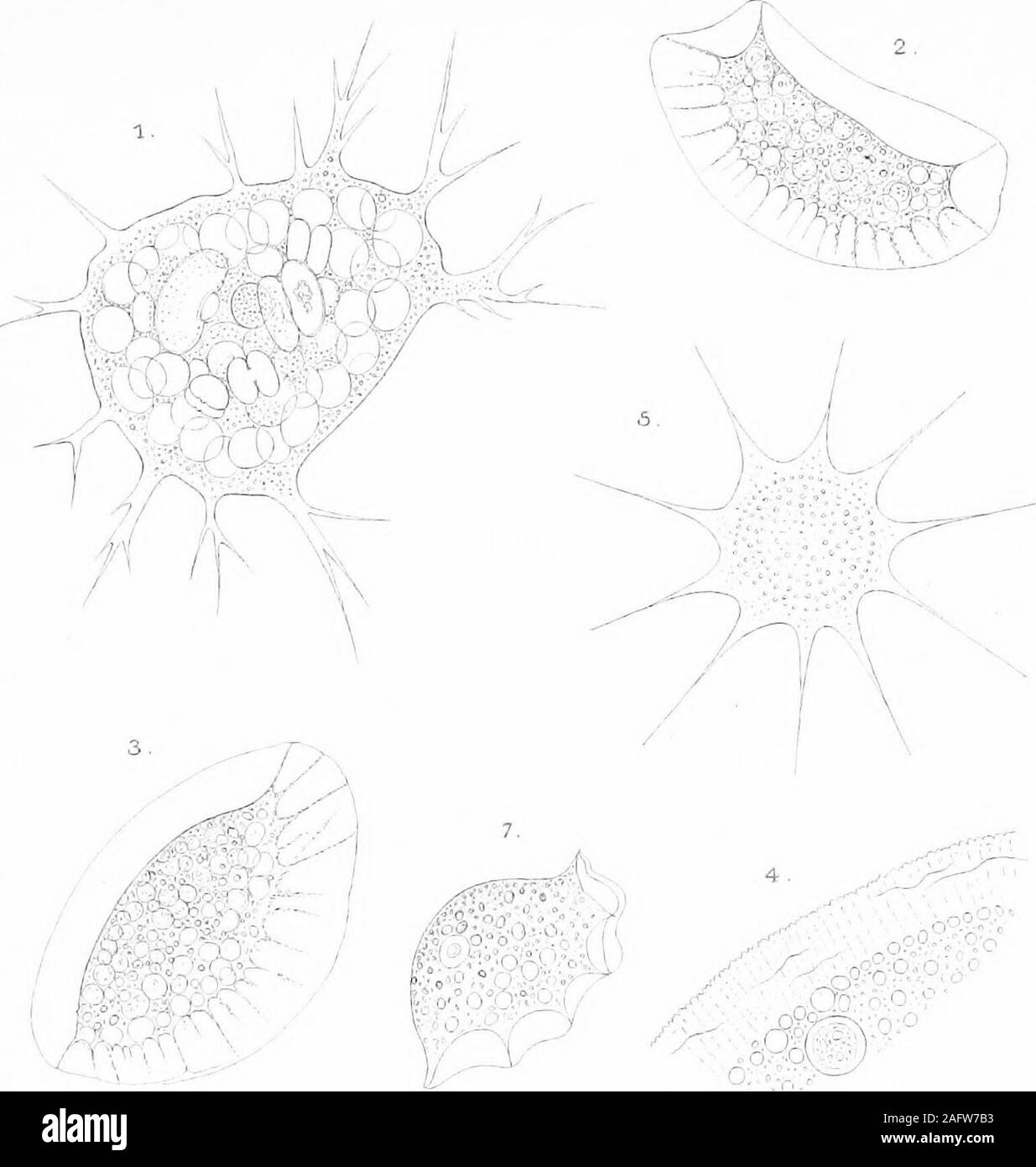 . The British freshwater Rhizopoda and Heliozoa. $.^. Ws-M. Plate 18 PLATE XIII. Pigs. 1. Nuclearia conspicua West. (p. 112) An individual withpseudopodia extended. After West, x 400.2-6. Hyalodiscus ruhicundus Hertw. &IjesB. (p. 106) Figs.2 and 3.—Views of single individual. Pond atNorthen Etchells, Cheshire. x 500. Pig. 4.—Anterior margin. After Penard. Pigs. 5 and 6.—Eesting and active states. After Penard.7. Form of H. rubicundus named Plahopus ruber by F. B.Schulze. After Schulze (reduced), x about 400.S-11. Phases assumed by an individual probably identicalwith the above form. Bpping For Stock Photo