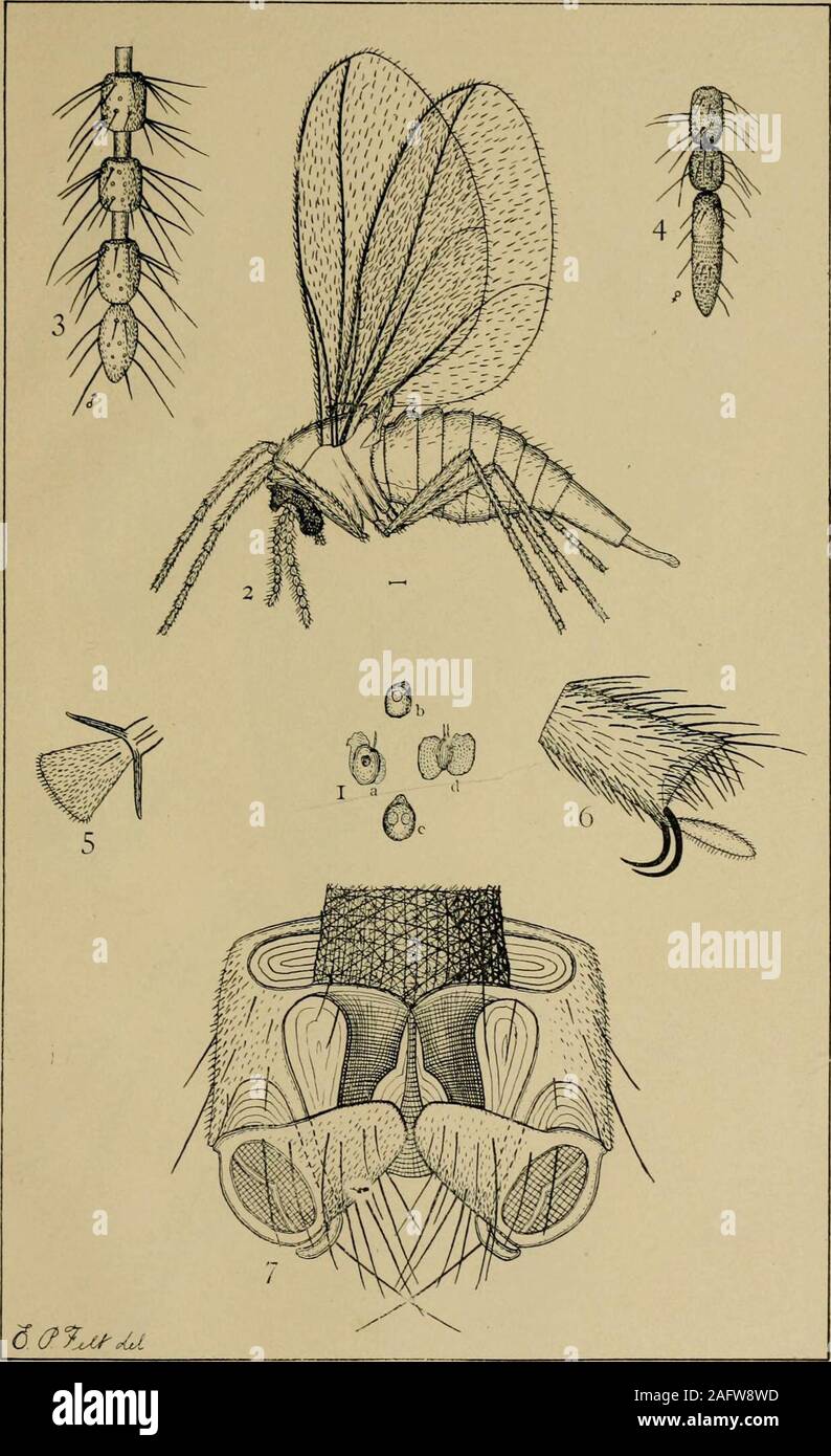 . Report on the injurious and other insects of the State of New York. d claws. All figures greatly enlarged. Plate IV.Map, showing the Upper Austral Life-Zone in the State of New York. Plate V.Cottonwood beetle collecting machine, to be drawn by a horse. Plate VI.Cottonwood beetle collecting machines, to be propelled by hand. Plate VII.Collecting the Cottonwood beetle from a field of willows. Plate VIII. Fig. 1.— The apple-tree bark-louse, Mytilapsis pomorum (Bouche), onapple bark. (After Comstock.) Fig. 2.— The scurfy bark-louse, Chionaspsis furfurus (Fitch): a, thefemale scales, and b, the m Stock Photo