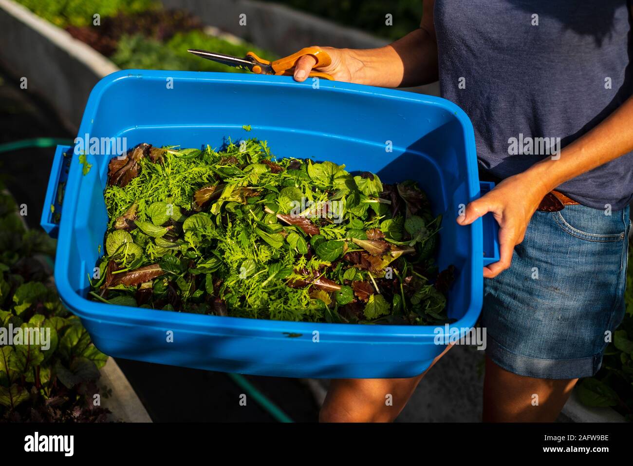 Farmer harvesting fresh salad greens in bin Stock Photo Alamy