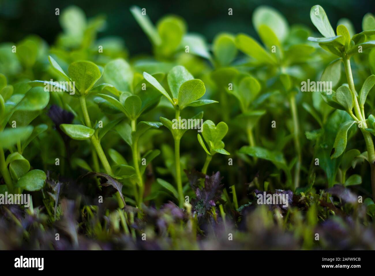 Close up vibrant green seedling purslane plant Stock Photo