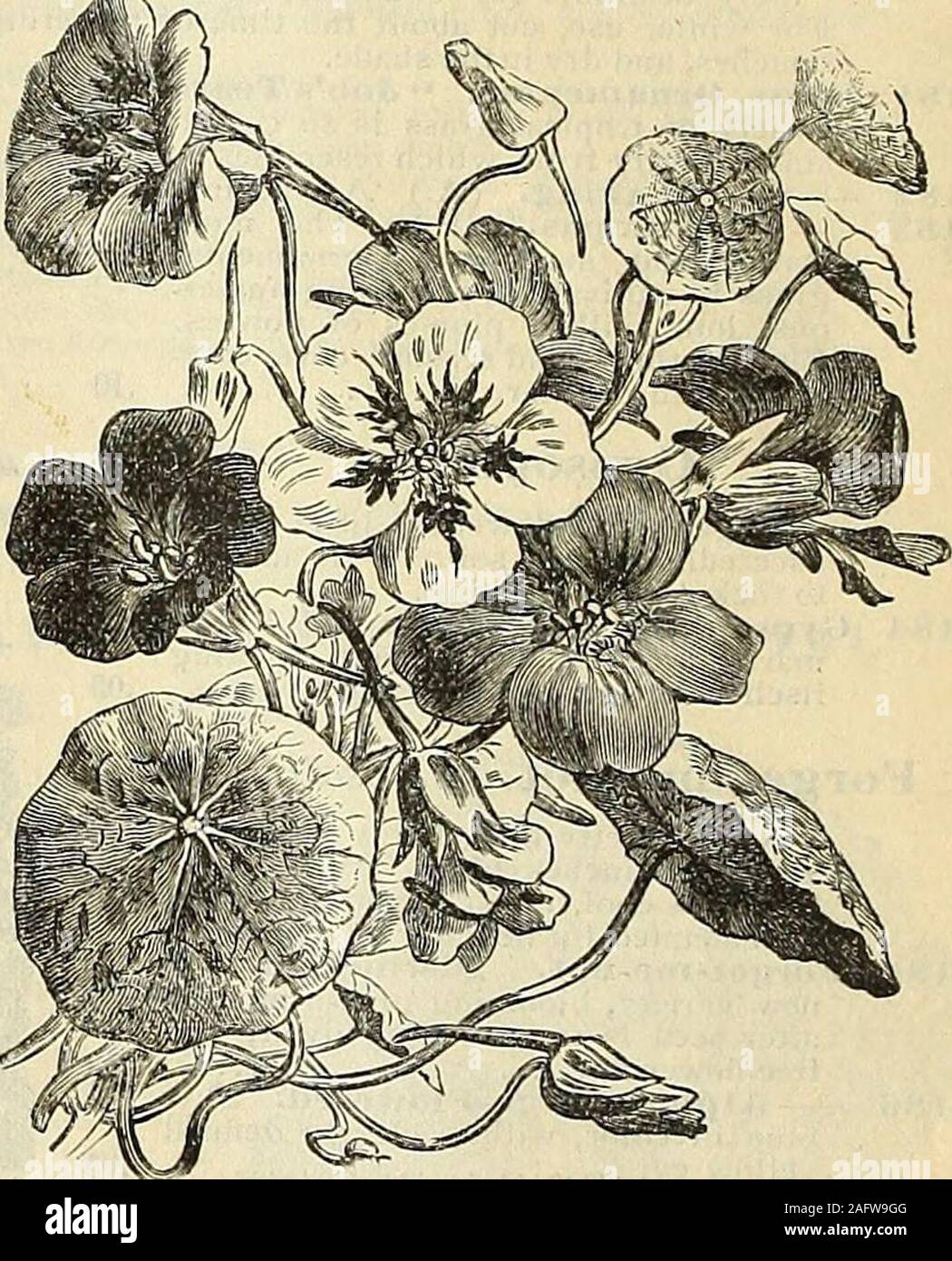 De Ree Seeds Collections Flower Seeds Calendula Art Shades