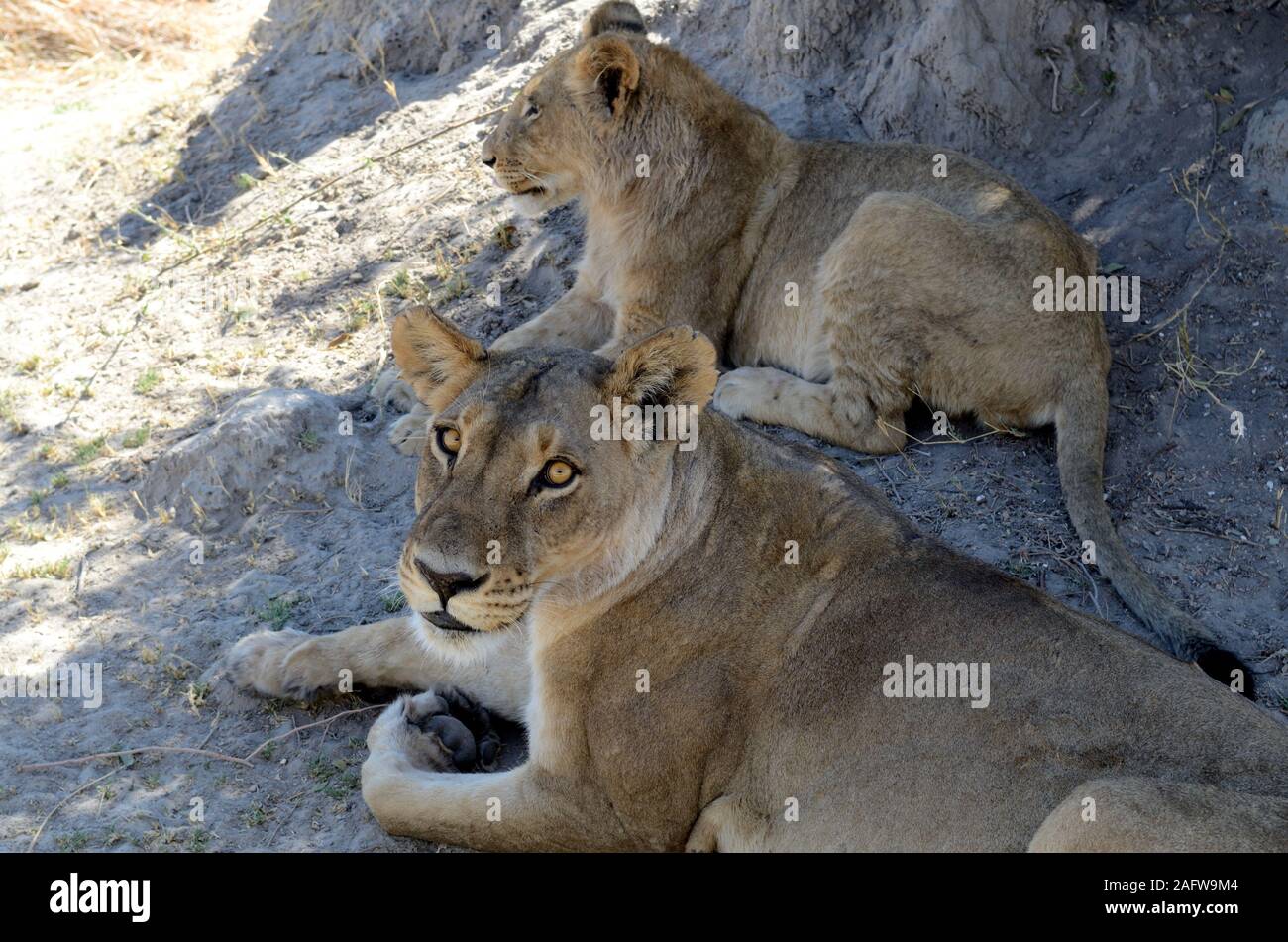 Close up of lioness looking into the camera Moremi National park Moremi Wildlife park Botswana Africa Stock Photo