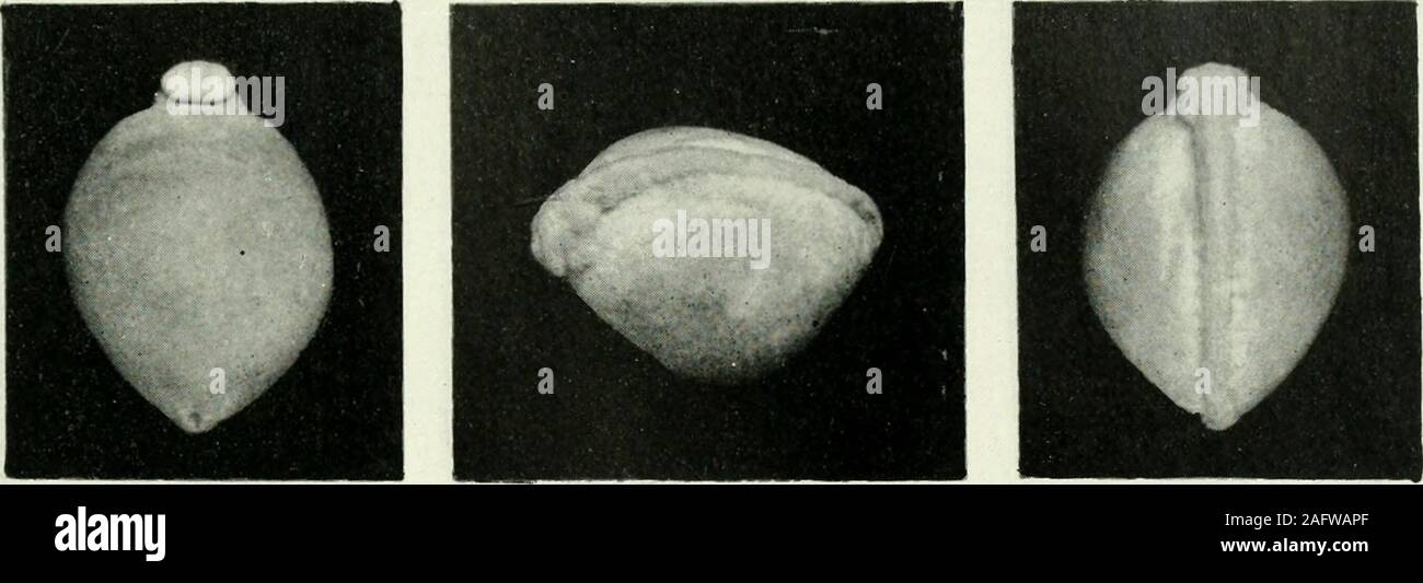 . Journal of morphology. 237 2. 38 2 39 569 PLATE 6 EXPLANATION OF