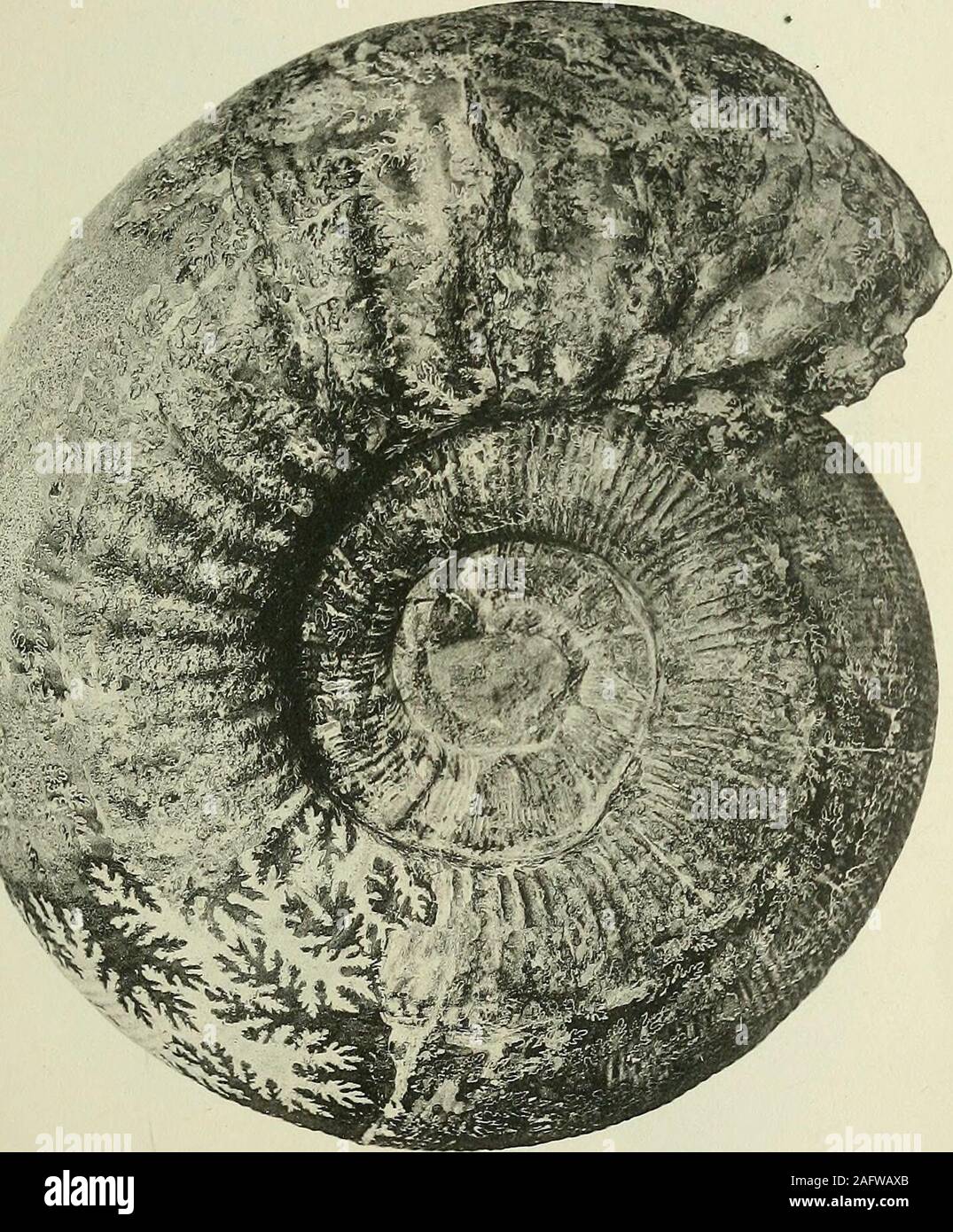 A Nautilus Plicatus Fossil on Stand A Nautilus Plicatus Fossil on Stand