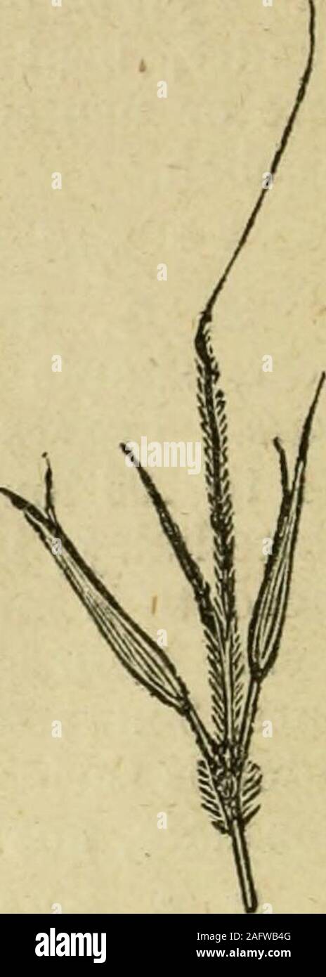 . Flora of Syria, Palestine, and Sinai : from the Taurus to Ras Muhammas and from the Mediterranean sea to the Syrian desert. t, 4-times as long as linear, 2-dentate,hyaline pale; glumes of staminate spikelet more acute; pale awnless —Sj^ring — Dry hills; coast to middle mountain zone; common. Var. pube§ceii§, Vis. Leaves narrower; spikes fewer, moreslender, with shorter appressed hairs; awn 5-6 times as long as pale —Coast; middle mountain zone; Jordan Valley; Dead Sea, and southwardto Sinai. Tristram says A. scliceiiaiithuni, L., is found at Gennesaret.16. CHRYSOPOGOIV, Trin. Chrysopogon. Sp Stock Photo