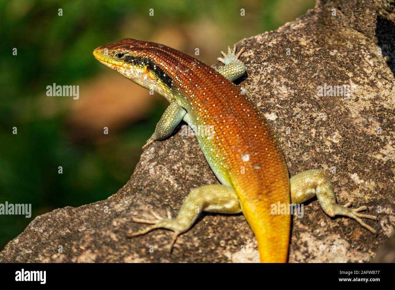 Bright orange lizard on top of the rock Stock Photo