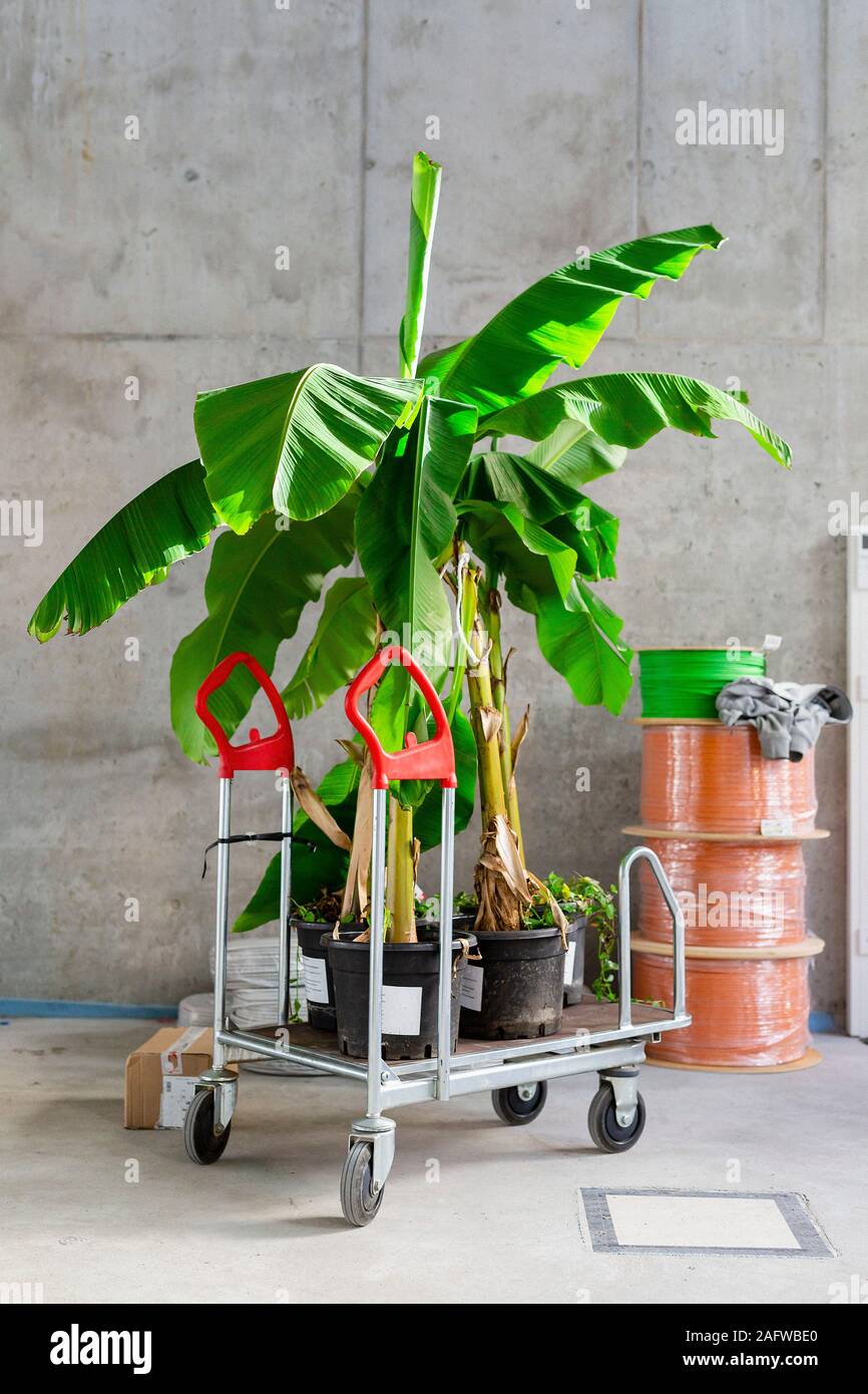 Potted tropical plants on rolling cart at construction site Stock Photo