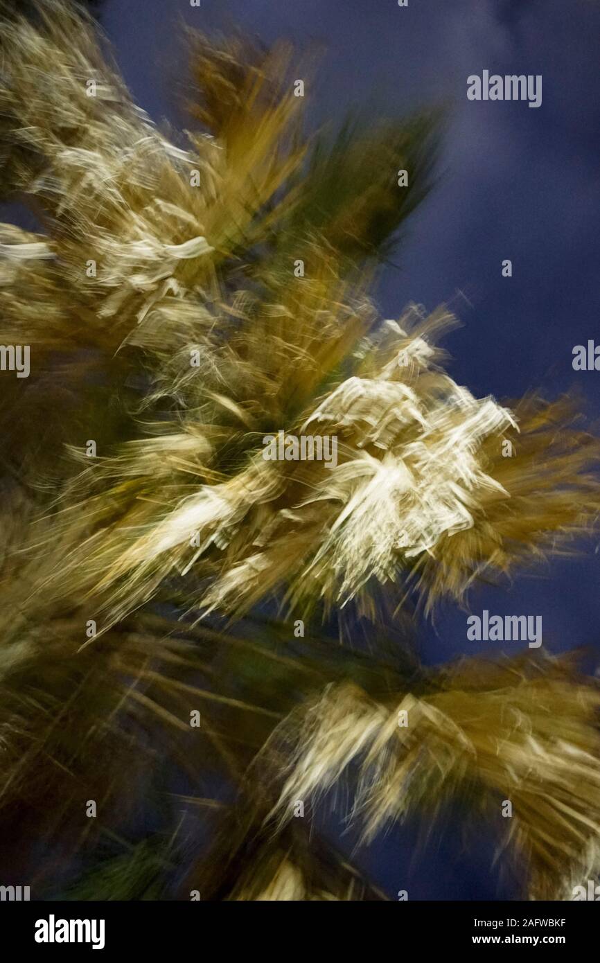 Storm trees blowing hi-res stock photography and images - Alamy