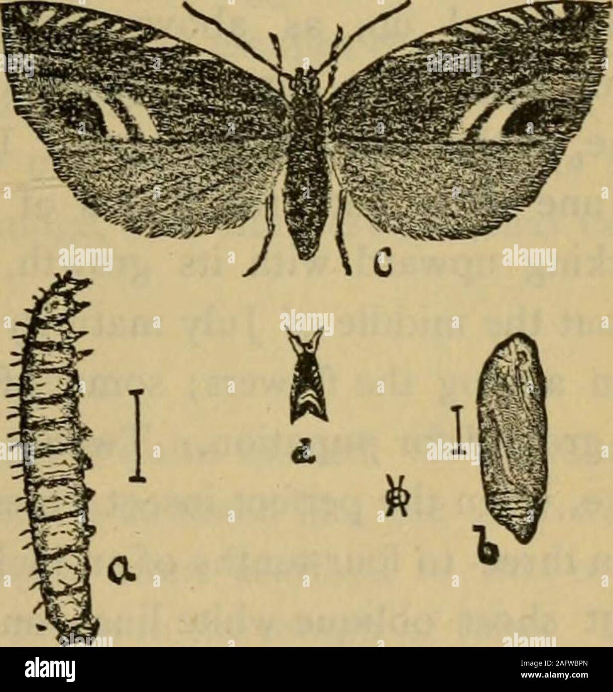Tubercles Insect . Report on the injurious and other insects of the State of New York ...