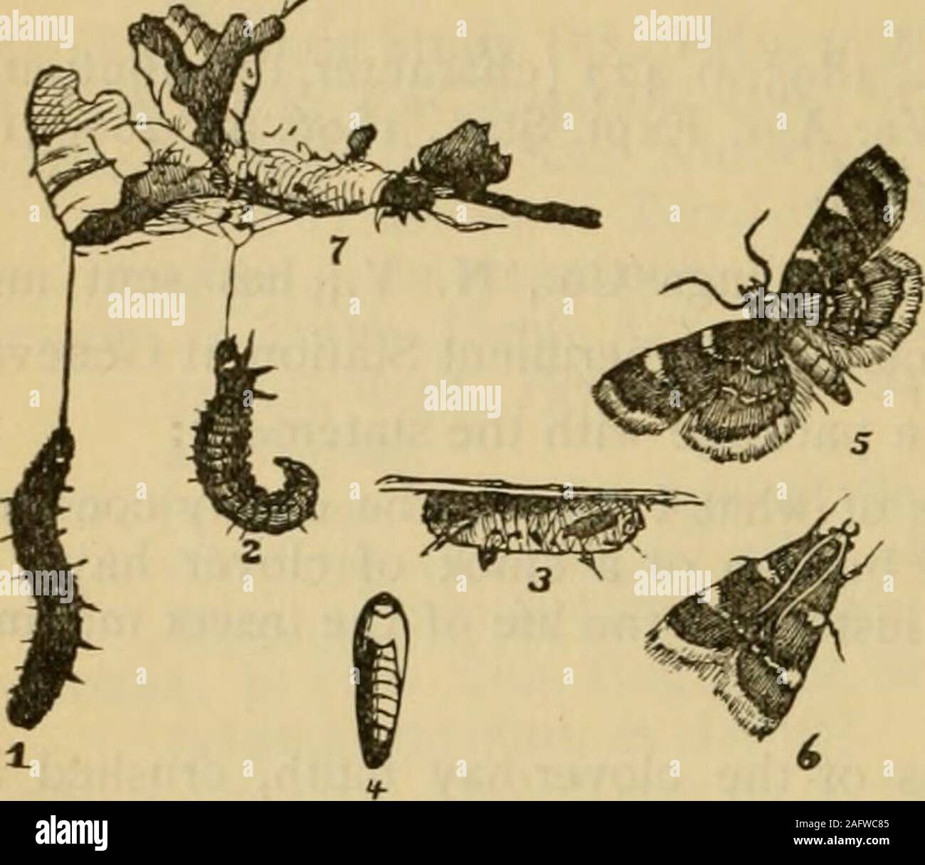 . Report on the injurious and other insects of the State of New York. same whichwere thrown off at their change to the pupal stage. At this time someof the cocoons, if not crushed, should have contained living pupae. An European Insect. The insect was described by Fabricius over a hundred years agofrom European examples as Phalcena costalis. It has been referred to thegenus Pyralis by our more recent writers. For a long time it was knownas Asopia costalis in this country, while in Europe, Pyralis costalis appearsto have been preferred by most writers; Humphreys, however, in his Genera of Briti Stock Photo