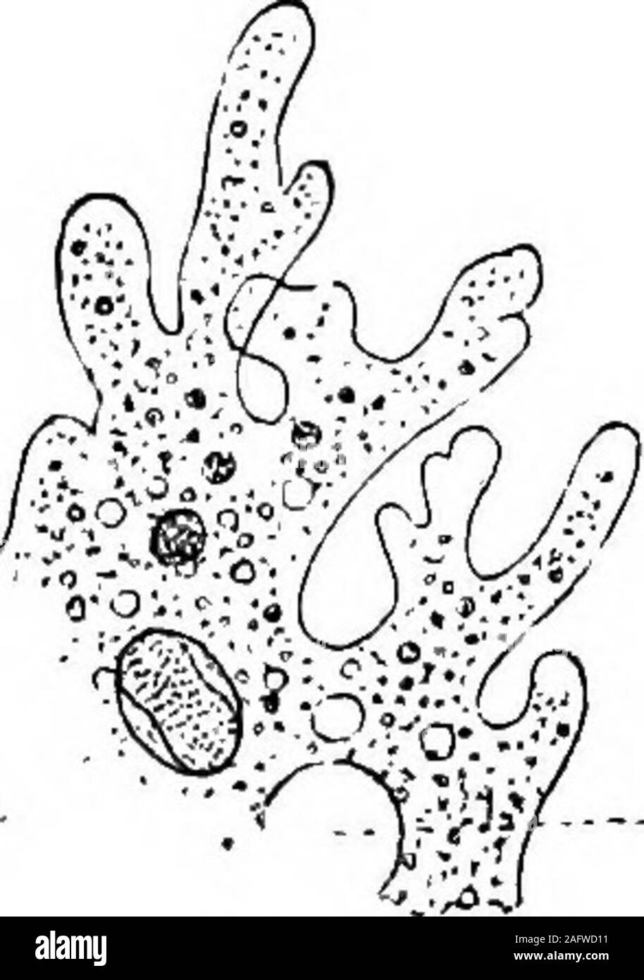 . The British freshwater Rhizopoda and Heliozoa. digestion,or whatever else, in the life of the unicellular organism,is expressed by constant chemical interchange betweenthe cytoplasm and the nucleus. Means oy Locomotion. Except in a small number of species, the Rhizopodaare endowed with the power of locomotion through * Op. cit., p. 278. 10 BRITISH FRBSHWATEB EHIZOPODA. the agency of pseudopodia. In the Amoebina, ArceUida,and other lobose forms, these changeable processes are usually few in number, short, digitate, and bluntat the tip; or they may be broad and lobose—in theAmo-hie they are mo Stock Photo