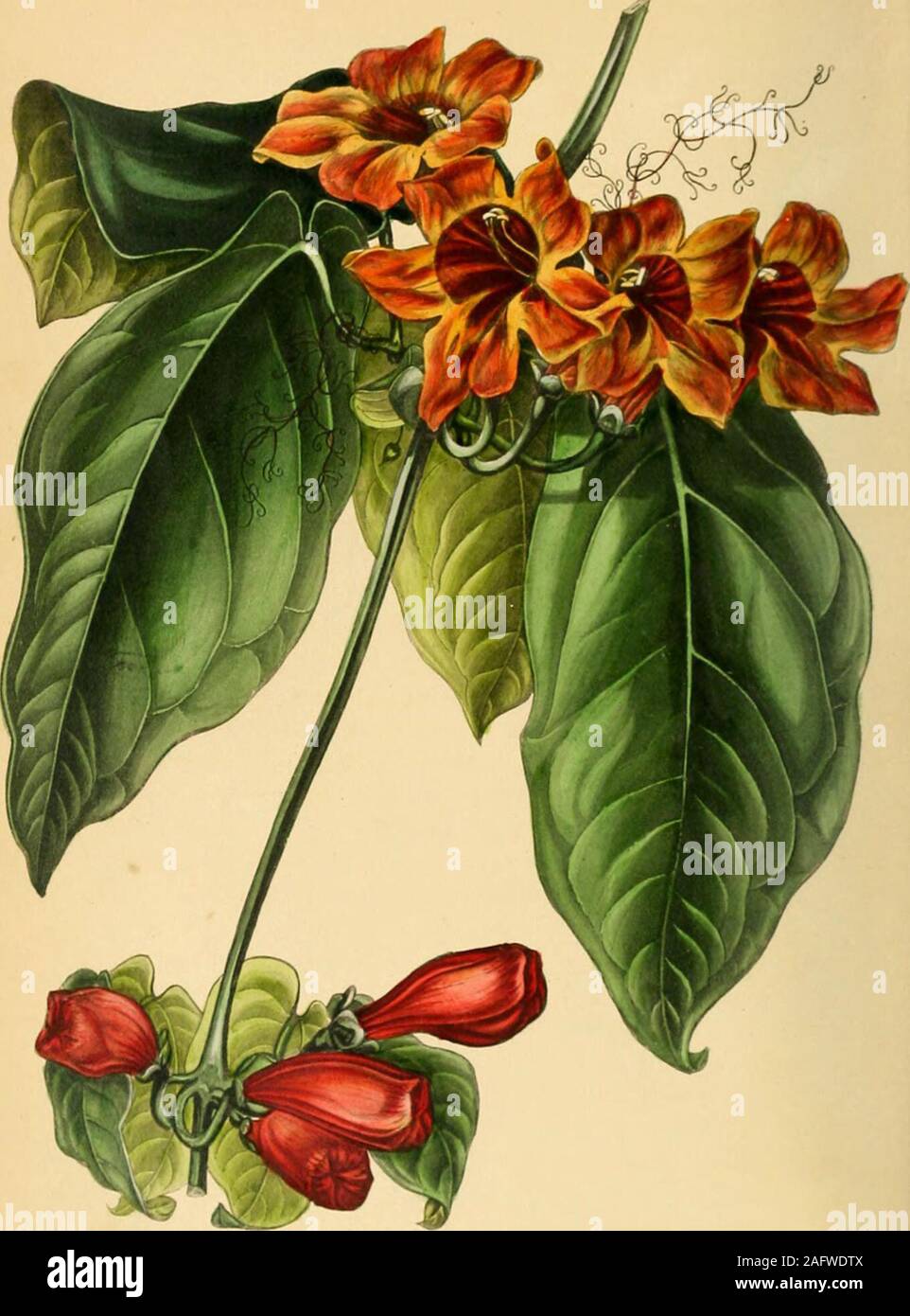 . Paxton's Magazine of Botany and Register of Flowering Plants. I-rrtnft/rr ? rrr. rrA t-r-Ui ^^^ 245 BIGNONIA CAPREOLATA. (tendrilled tkumpet-flower.) class. order. DIDYNAMIA. ANGIOSPERMIA. natural order.BIGNONIACEjE. Genehic Character.— Calyx campanulatCj five-toothed, r.Trely entire. Corolla with a short tube, acampanulate throat, and a Hve-lobed, bilabiate limb. Stamens four, didynamous, with the rudimentof a fiftli. Lobet of anthers divaricate. Stigma bilamellate. Capsule silique-formed, two-celled ;liaving the dissepiruent parallel with tiie valves; seeds disposed in two rows, imbricate, Stock Photo