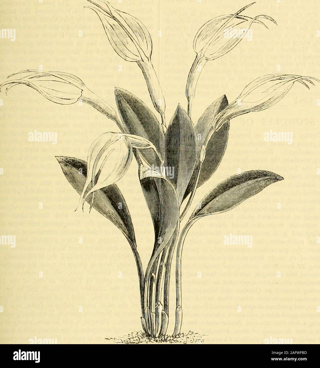. The Gardeners' chronicle : a weekly illustrated journal of horticulture and allied subjects. he very base ofeven sepals, which are a little narrower than the oddone. Small petals whitish. Lip yellowish, with a darkknob at the apex. It has been believed in Englandto be Masdevallia Wageneriana, Lindl. No doubtthere is a certain similarity between the two, but thissuggestion is founded on a mistake. That species is MASDEVALLIA ROSEA. Our illustrations, tigs. 117, 118, taken from a sketchby M. Lehmann, represent this lovely Masdevallia,which, though old in one sense, may yet be describedas new. Stock Photo